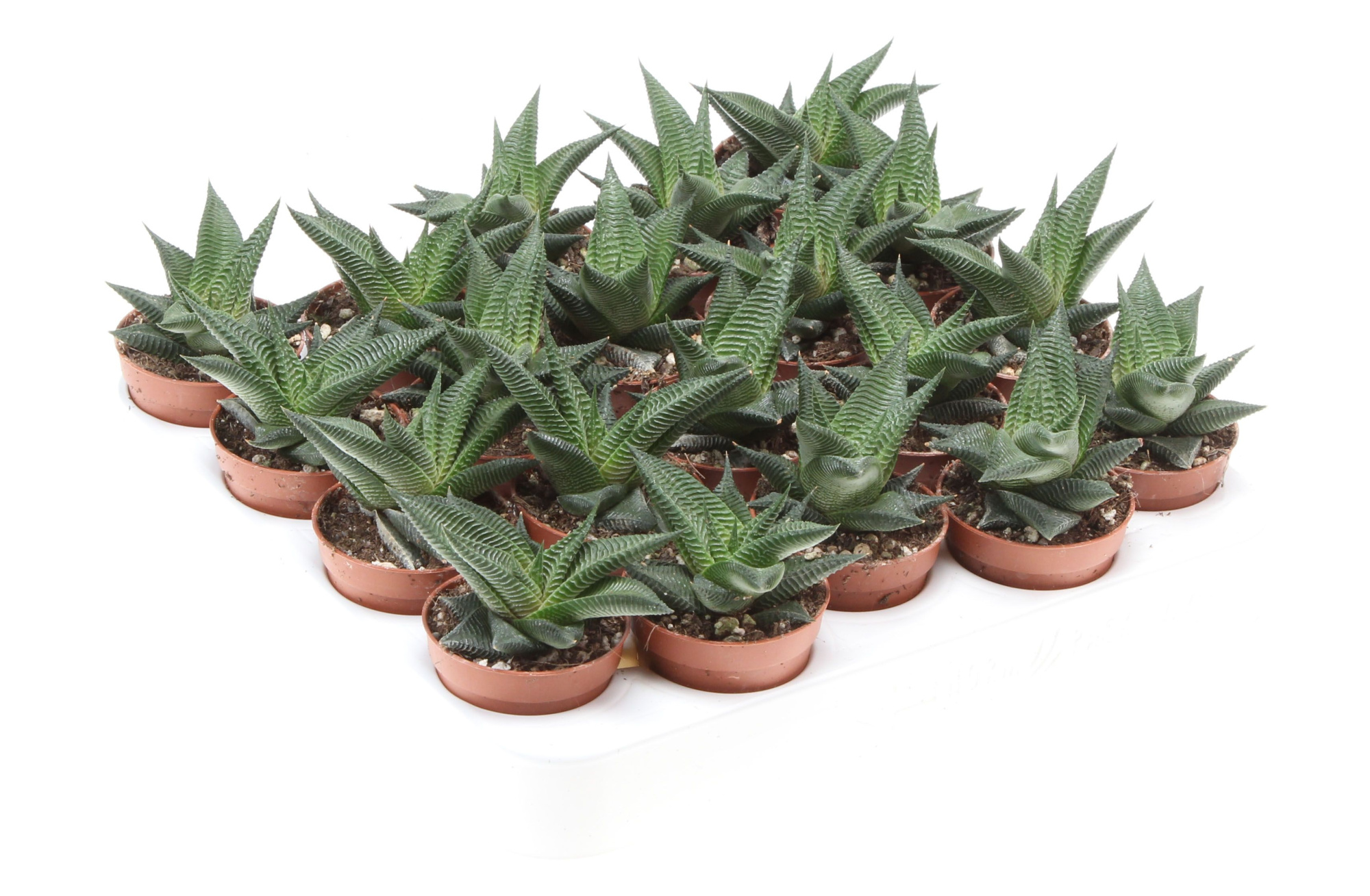 Haworthia twister, D 5,5