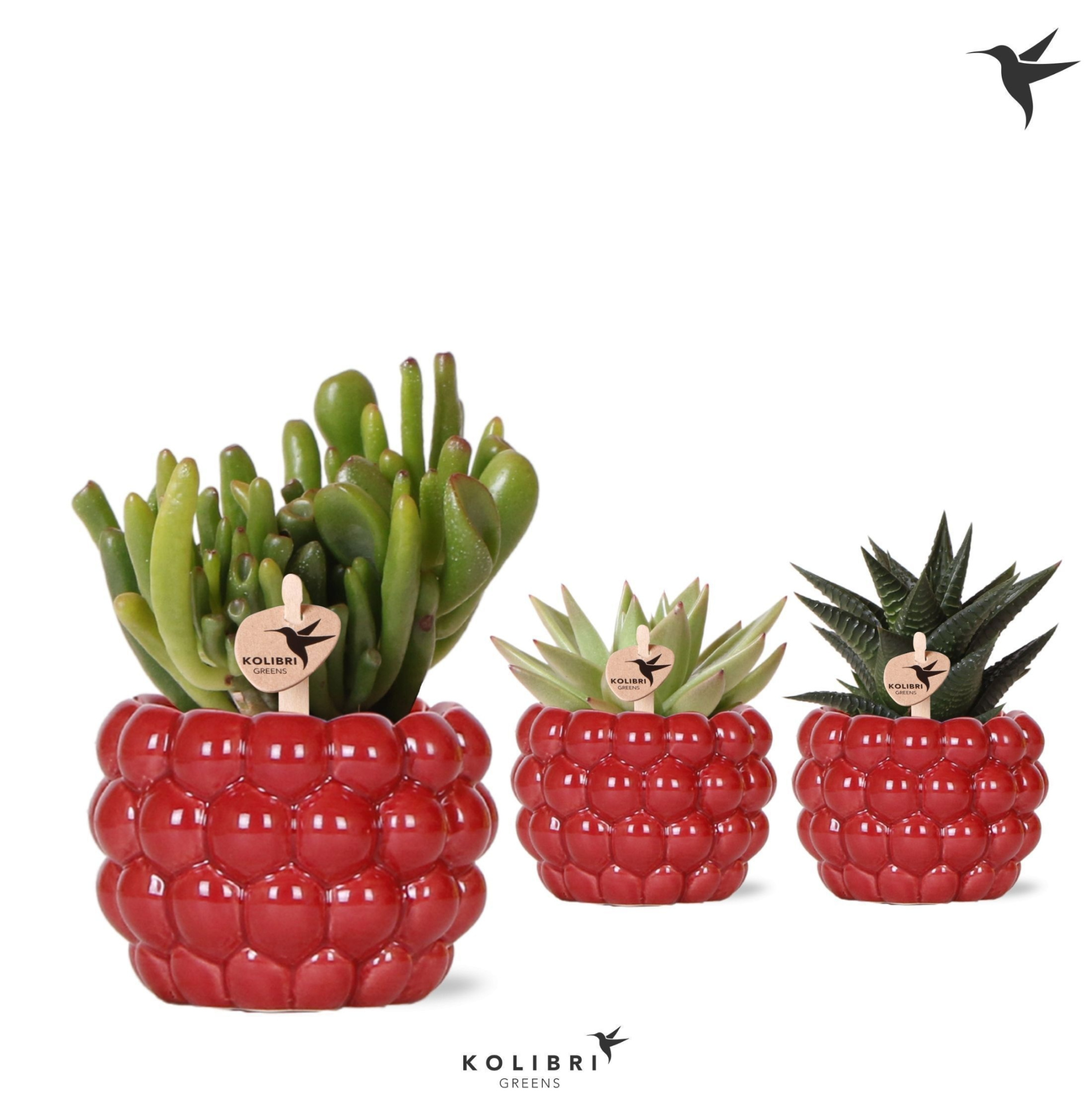 Kolibri Greens Succulenten mix in Berry pot, D 6