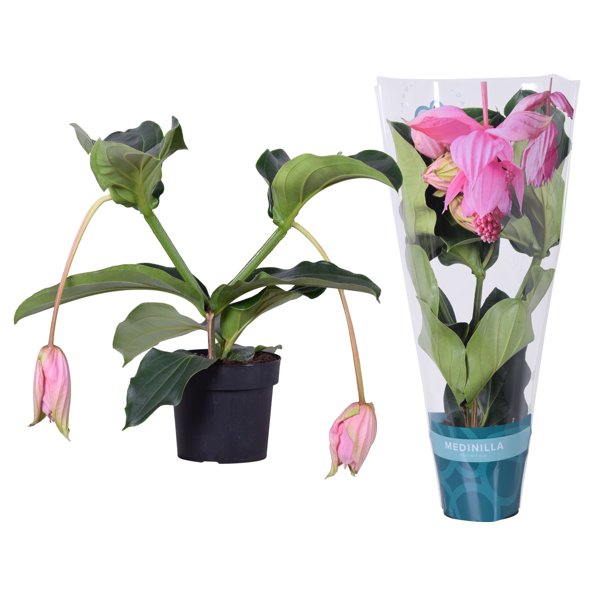 Medinilla Magnifica 2 etage 2 knop in exclusieve hoes, D 17