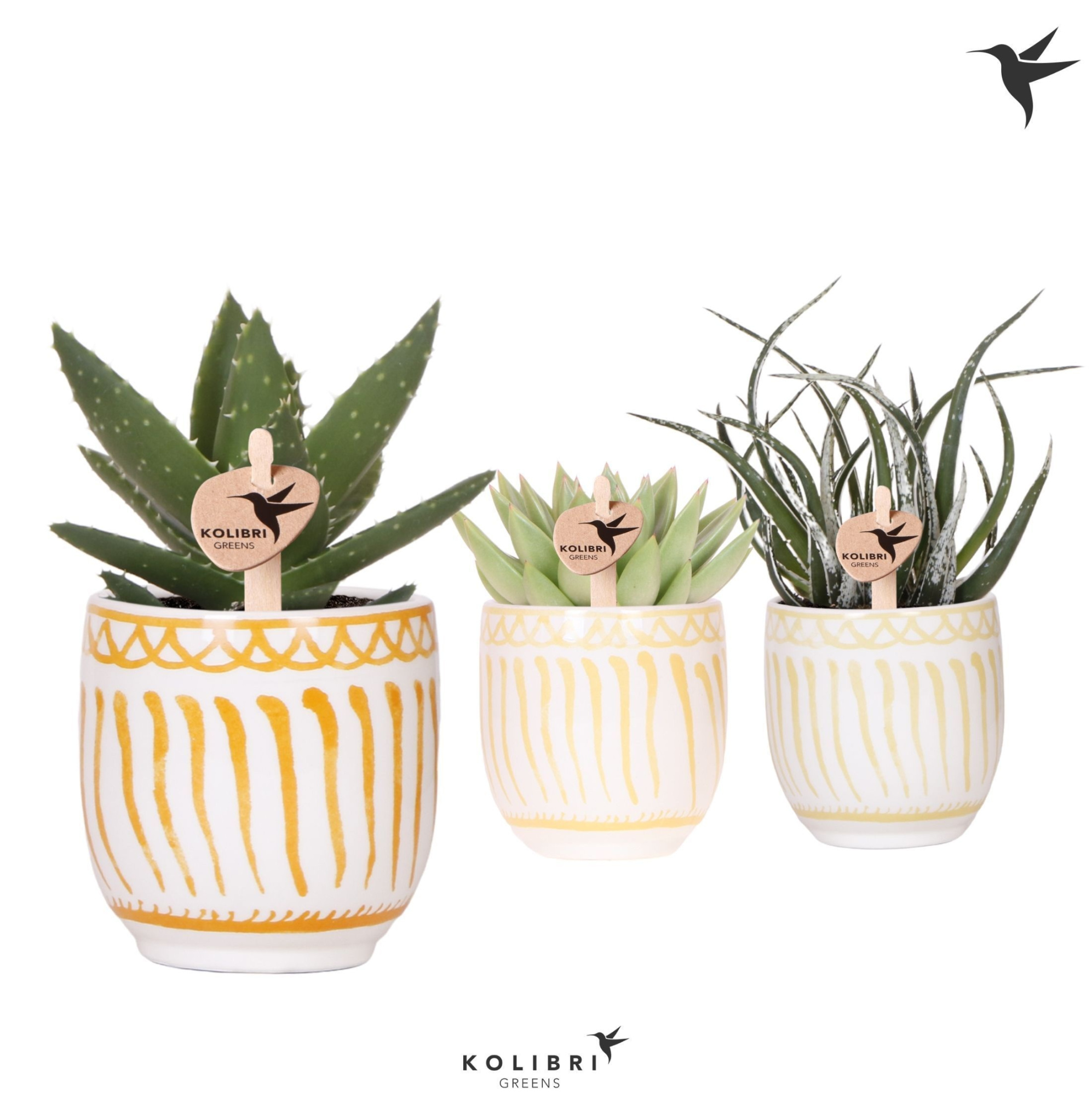 Kolibri Greens Succulenten mix in Granada pot yellow mix, D 9