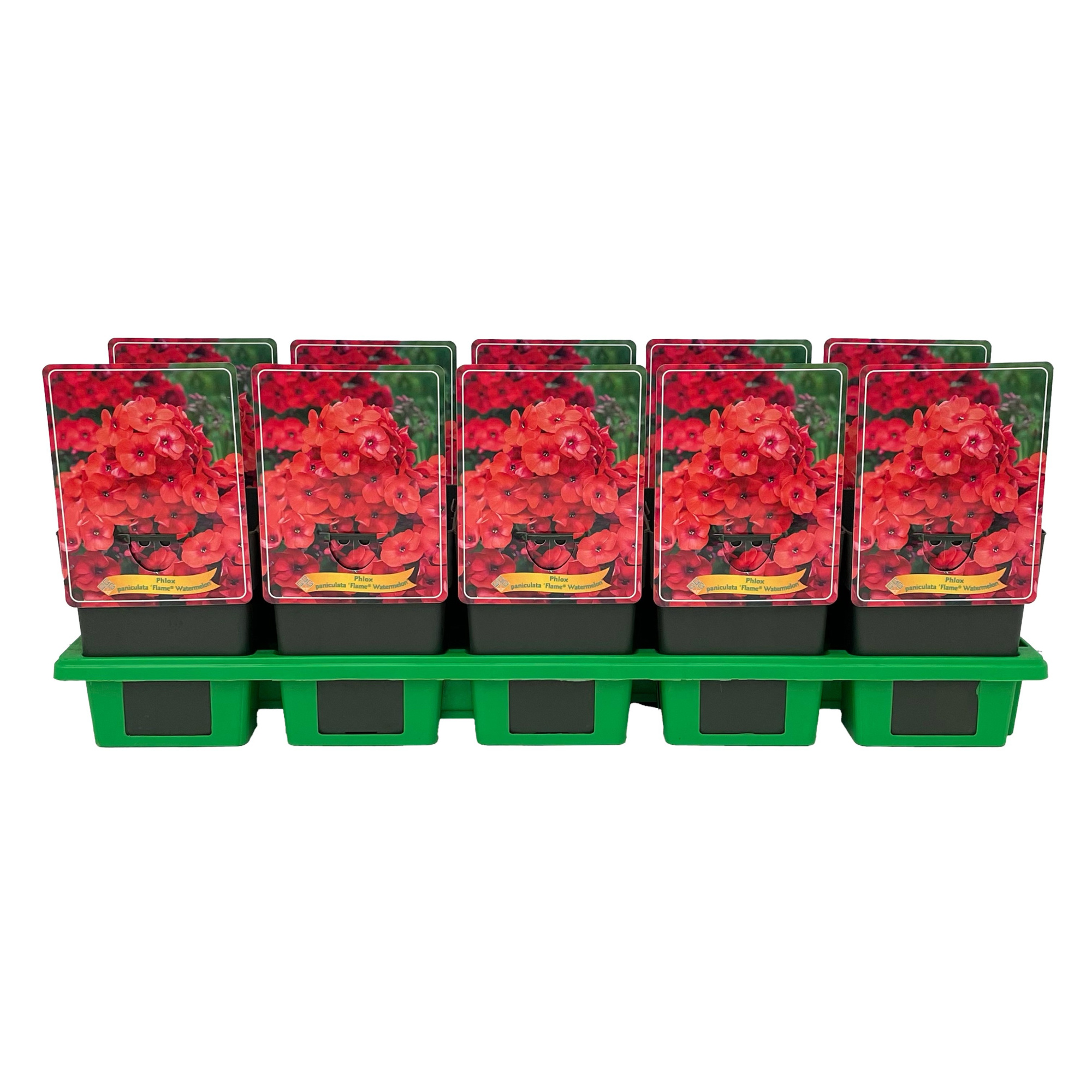 Phlox Paniculata 'Flame® Watermelon', D 11