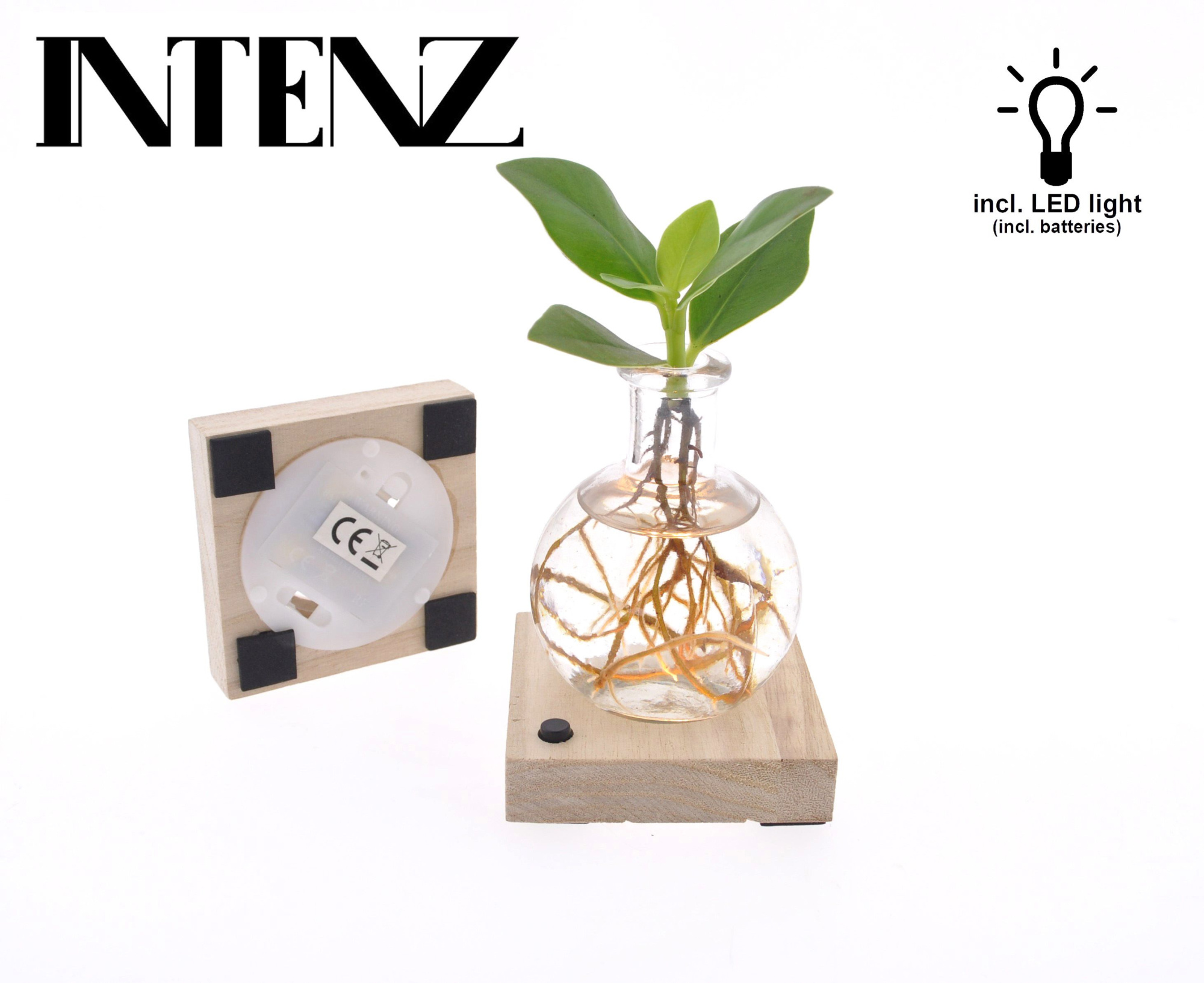 Clusia in Samoa glas met LED - levertijd: 24 uur, D 5