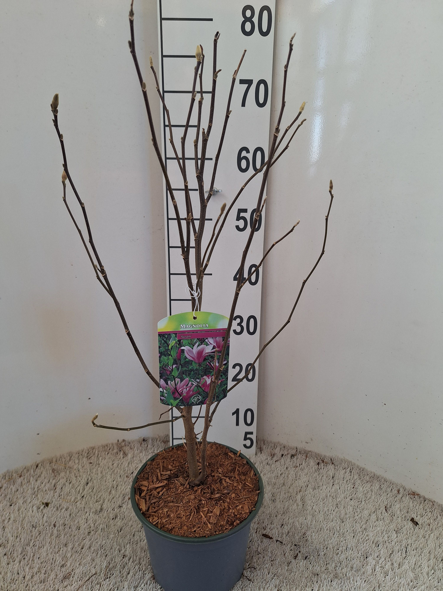 Magnolia 'Susan', D 19