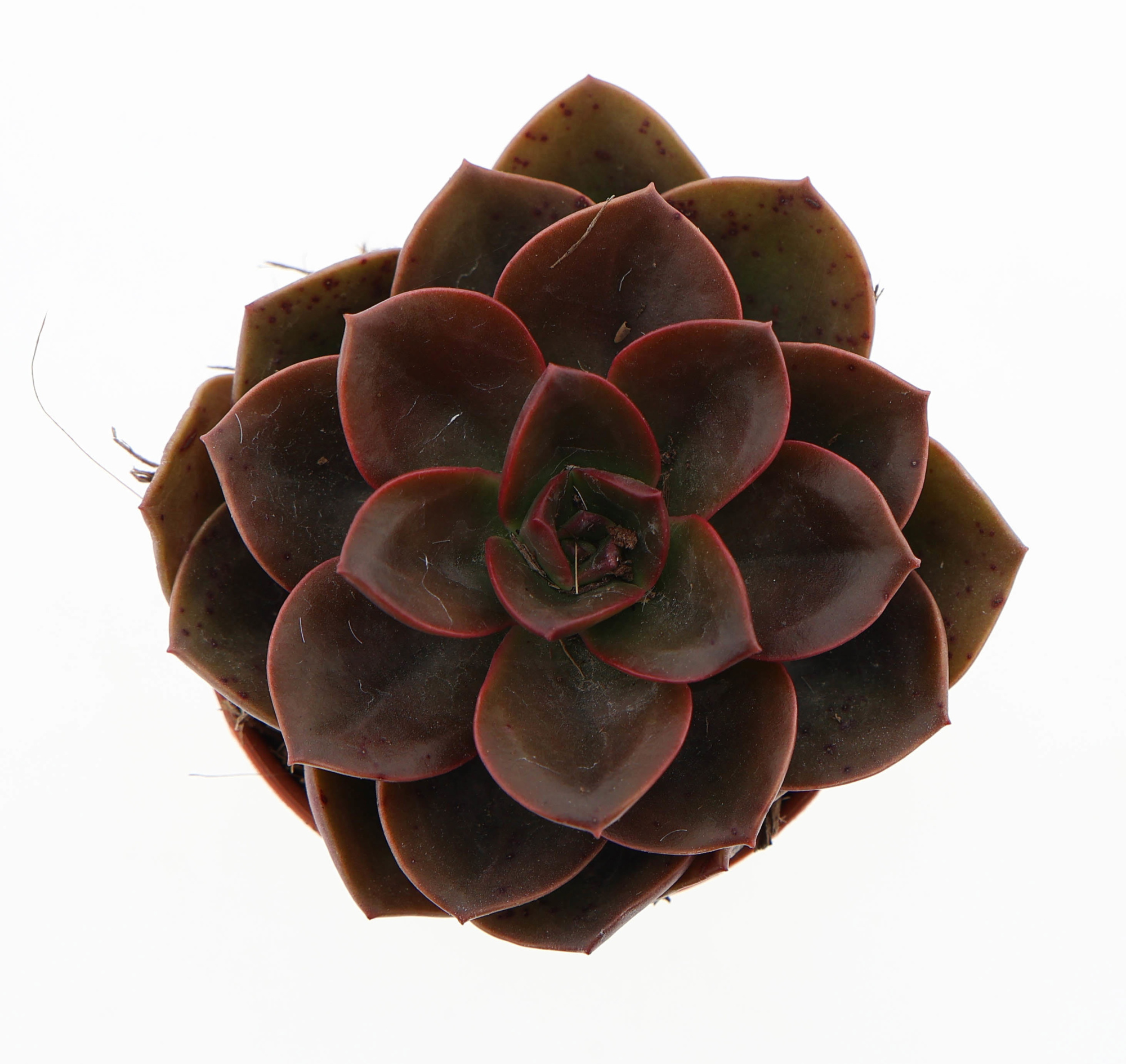 Echeveria melaco, D 5,5