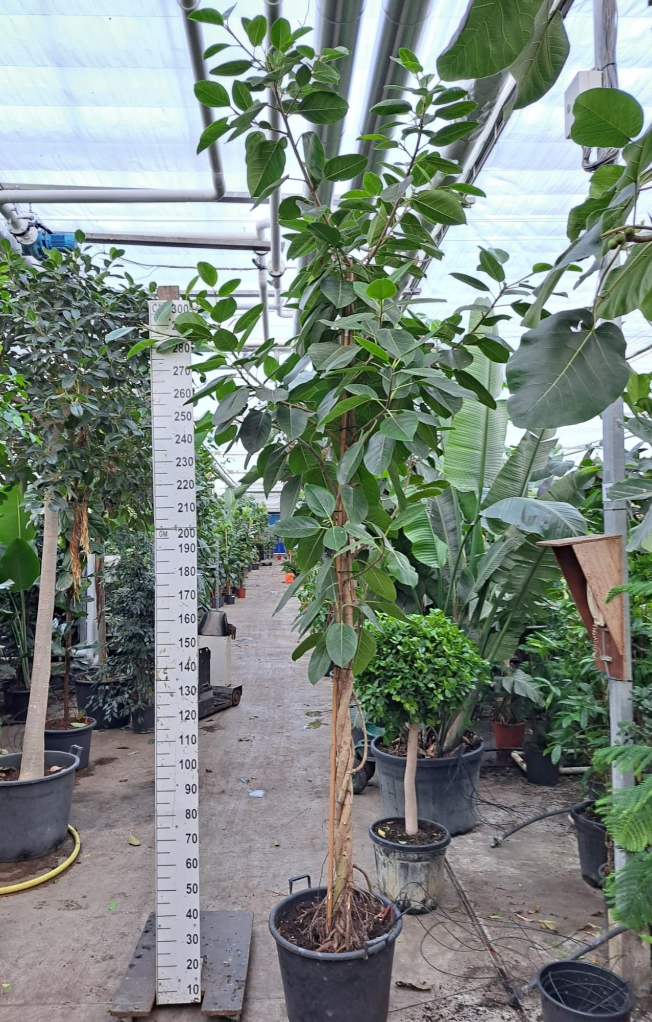 Ficus Altissima gedraaide stam 400, D 60