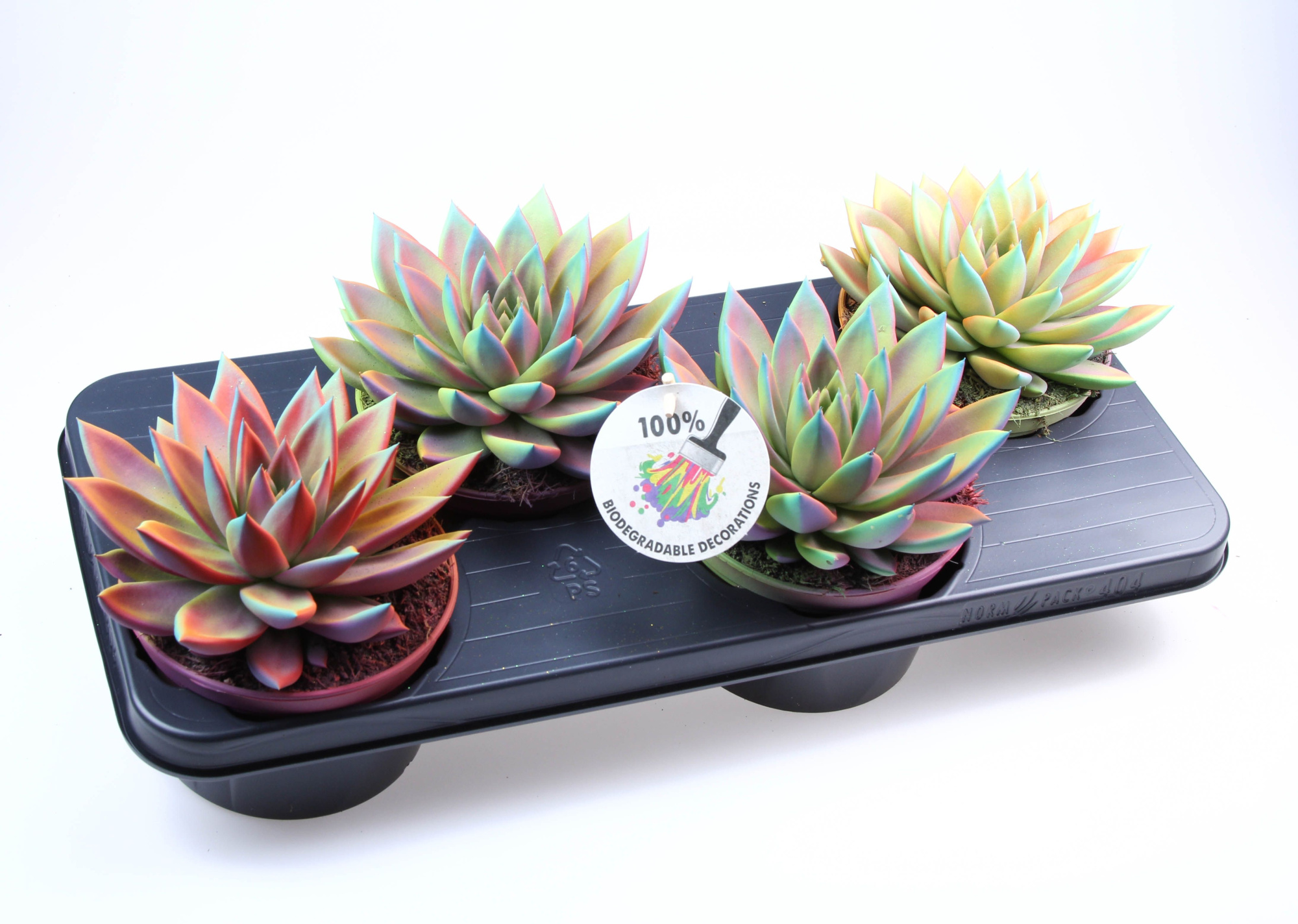 Miranda chameleon special, D 15