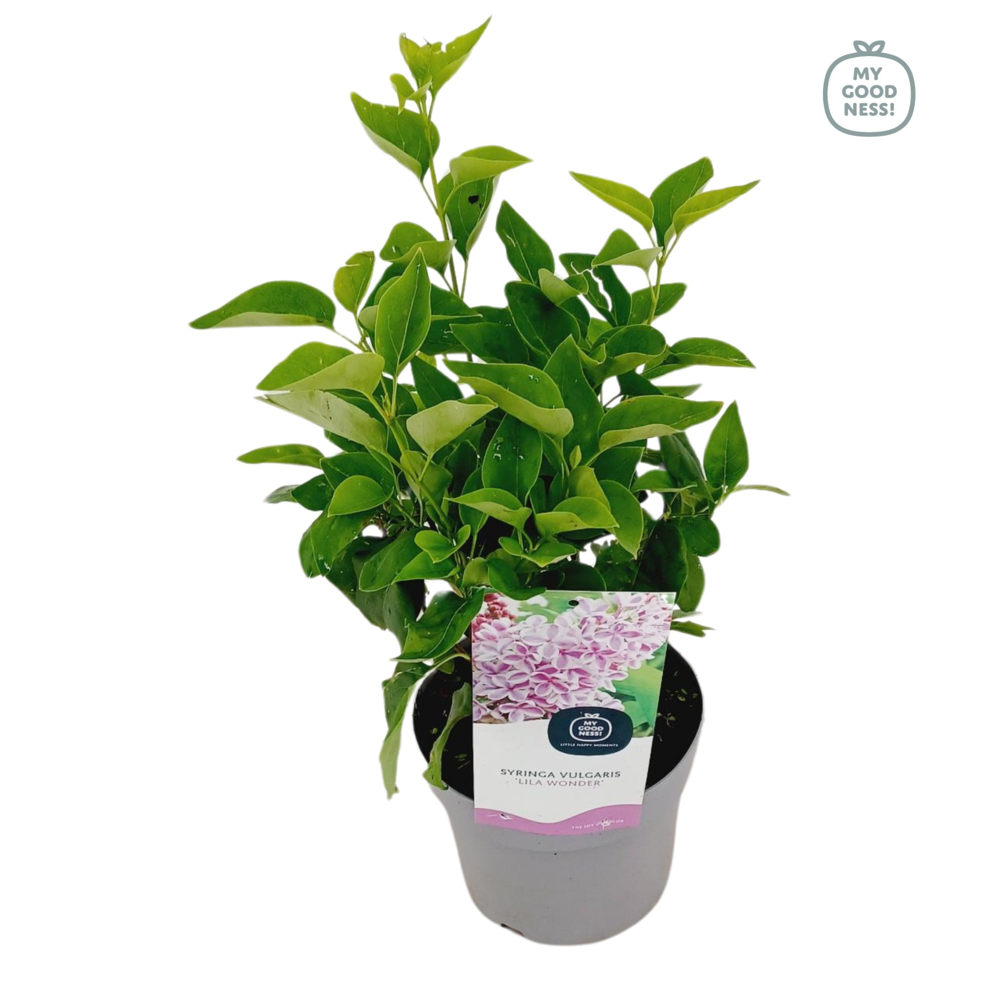 Syringa Vulgaris c2 ' Florent Stepman', D 17