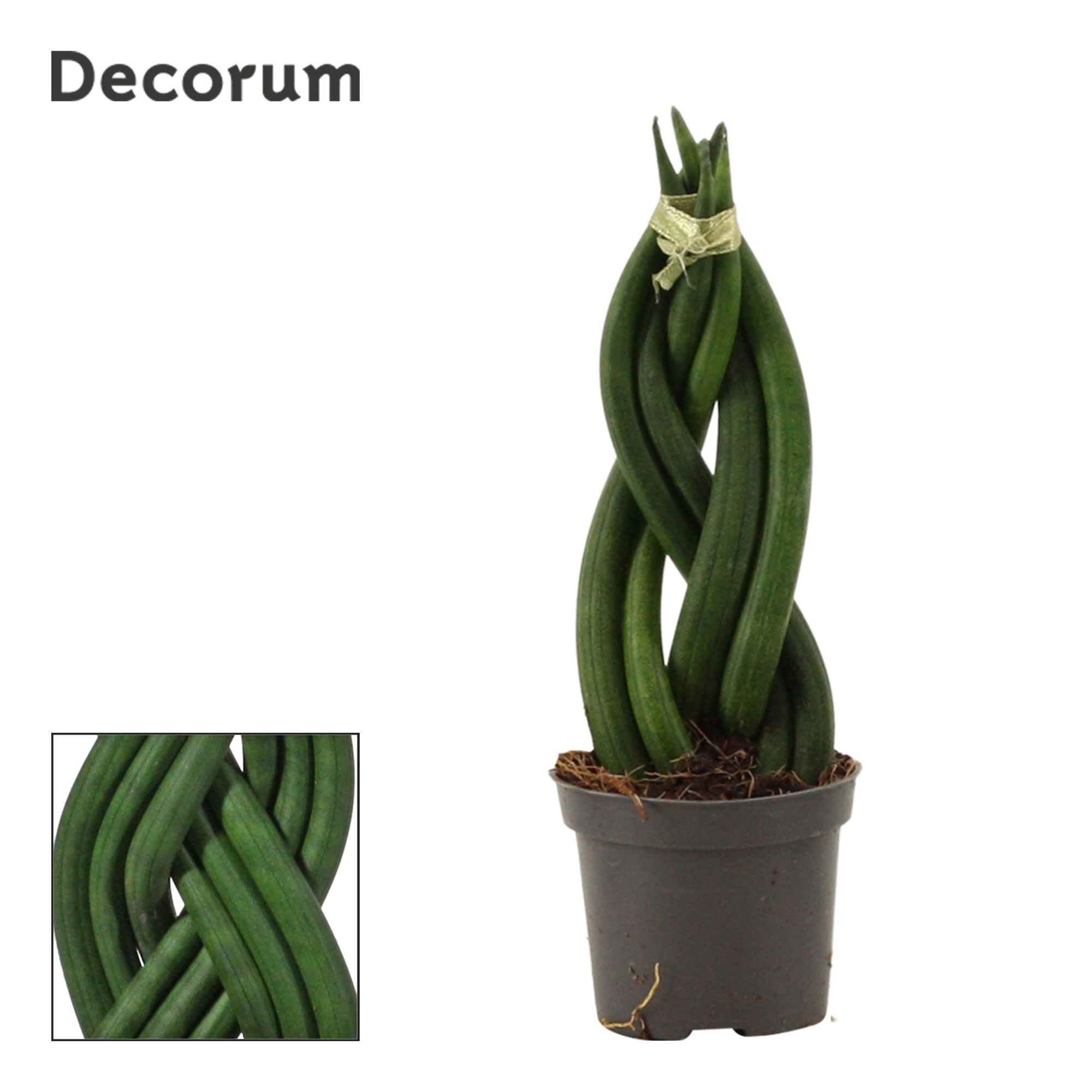 Sansevieria Cylindrica 6 cm Braid (Decorum), D 6