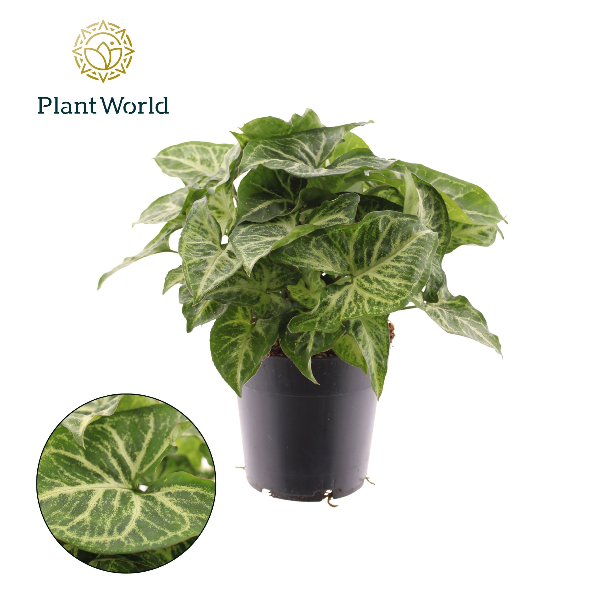 Syngonium Arrow, D 14