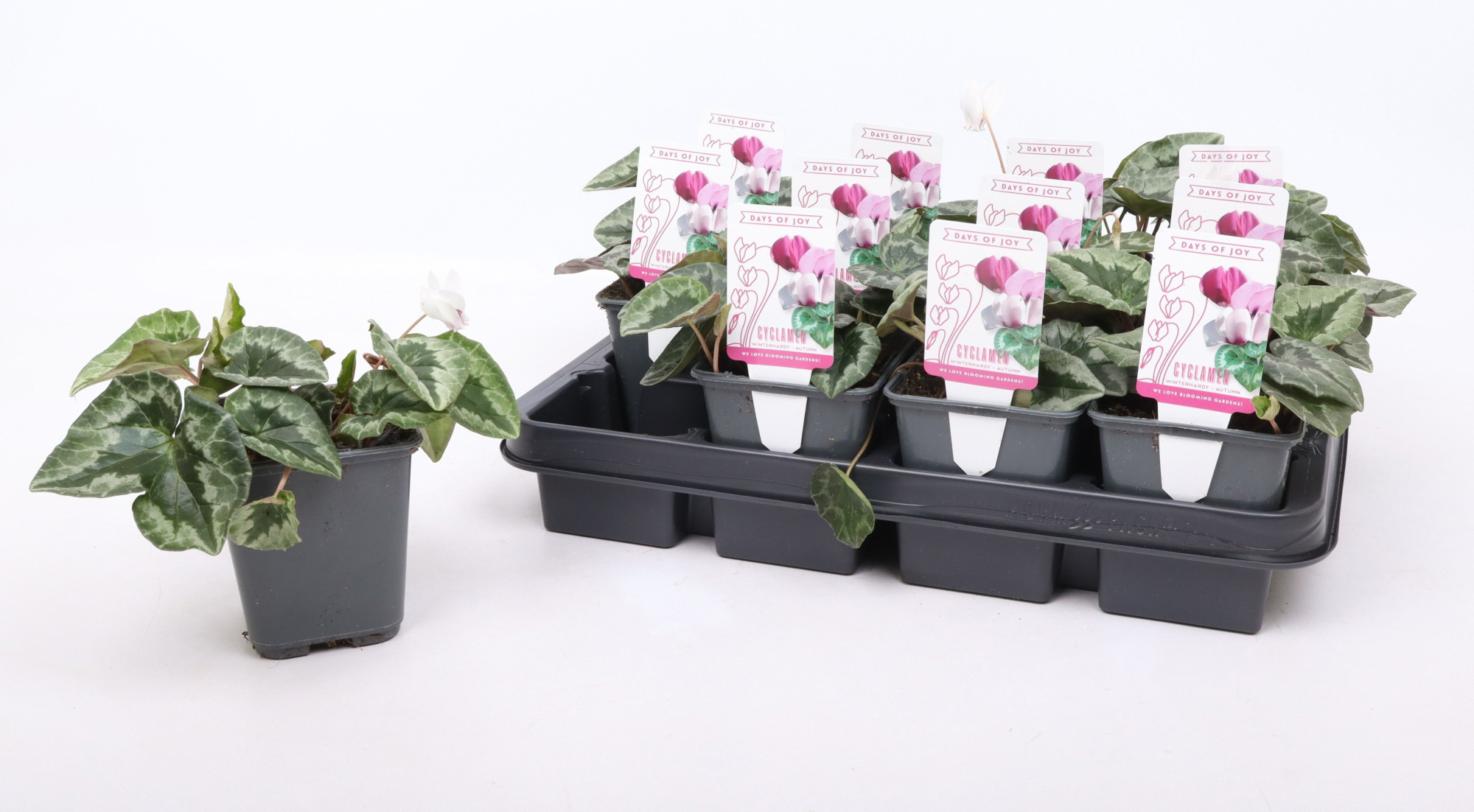 Cyclamen hederifolium 'Album' 9 cm, D 9