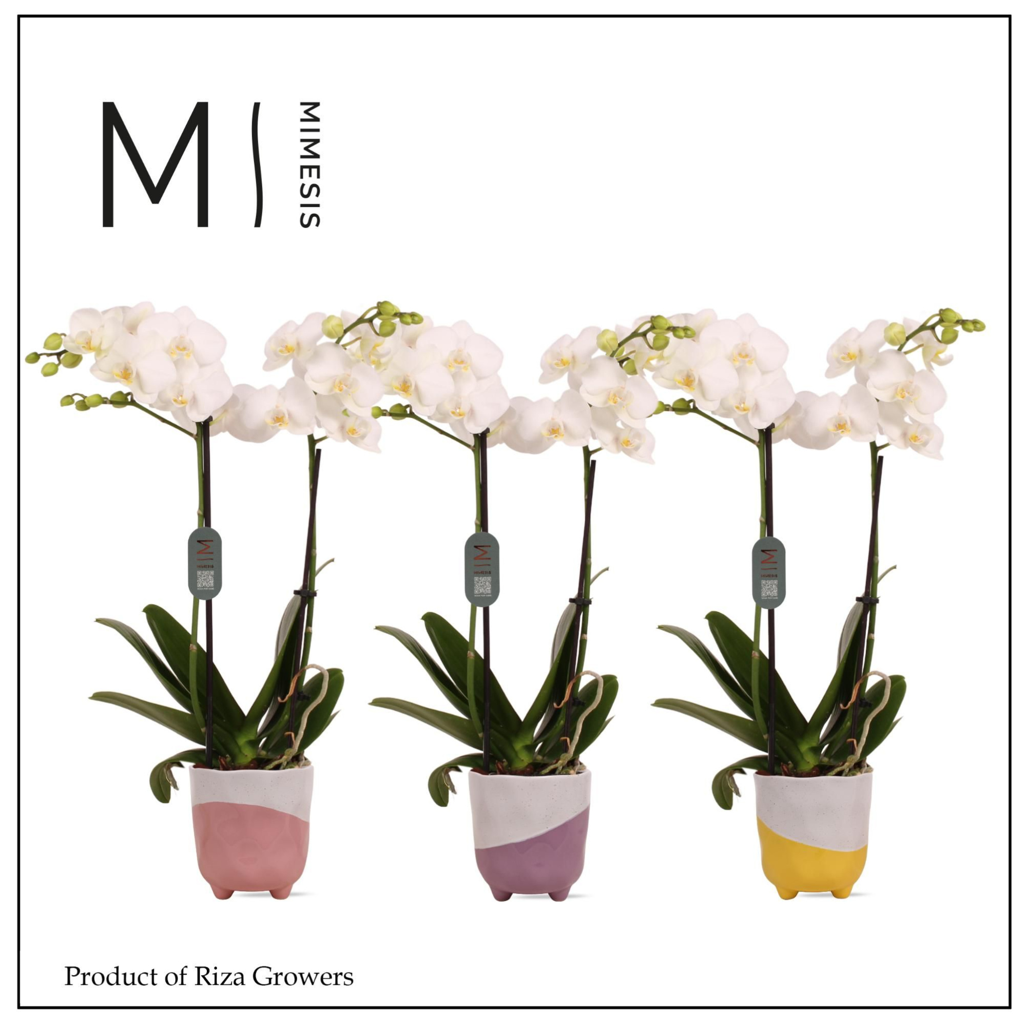 Phalaenopsis Multi White 2 spike – 12cm in Gabby | Mimesis, D 12