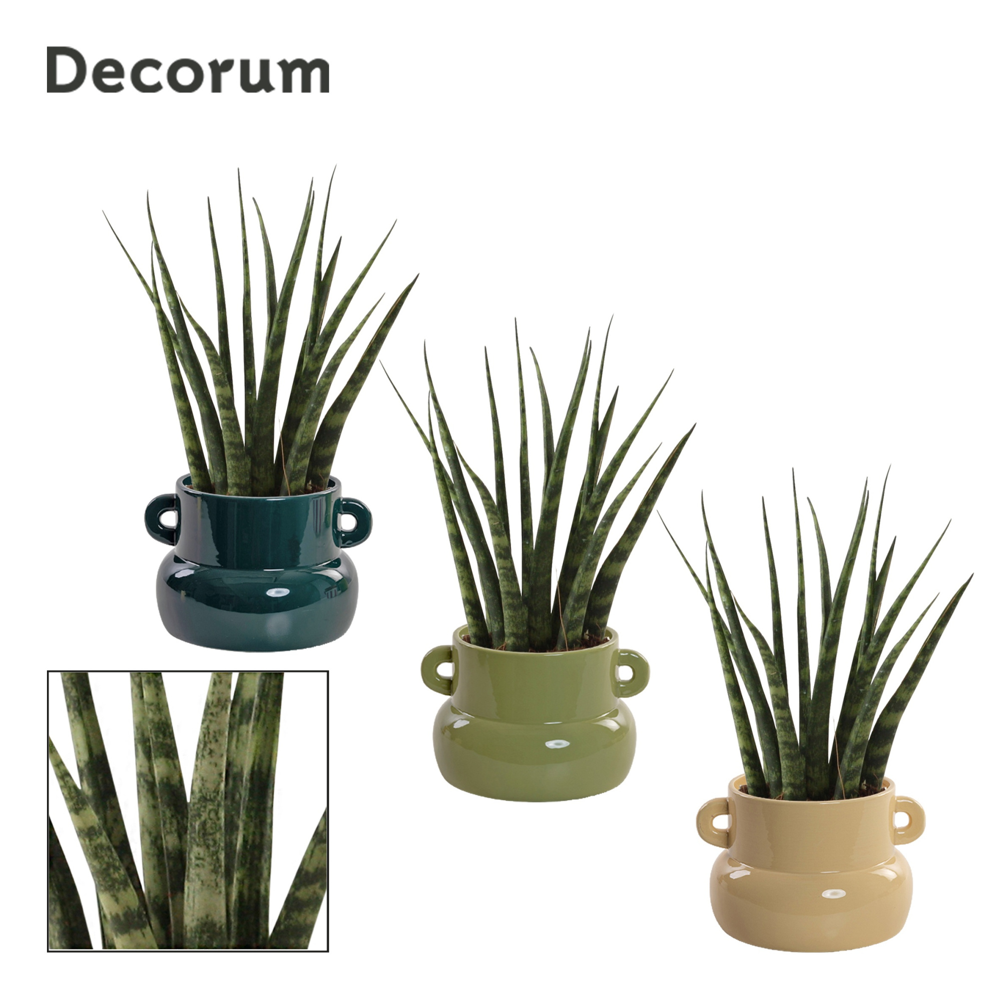 Sansevieria Fernwood 9 cm in Lucy (Top blend-collection), D 9