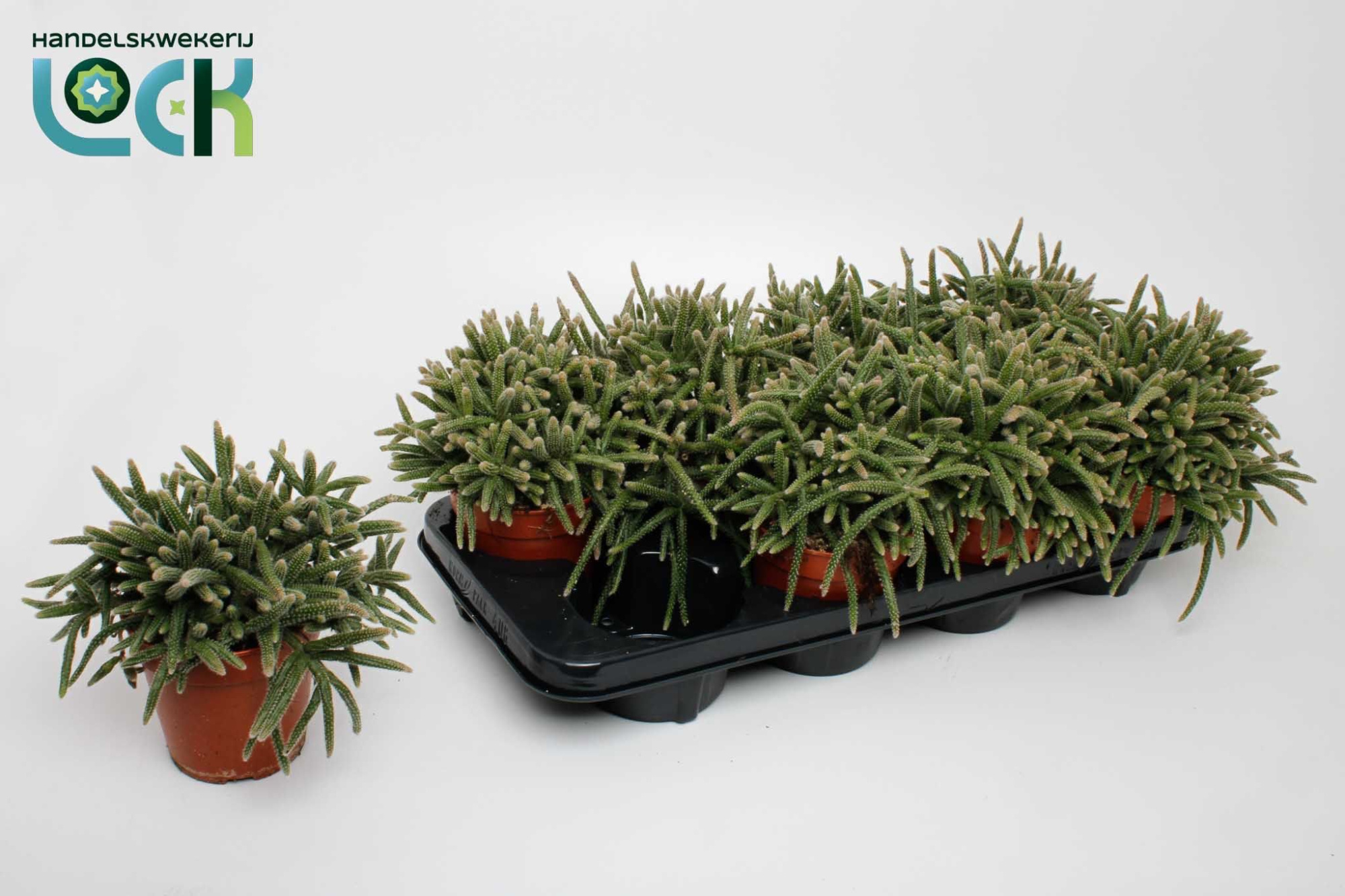 Rhipsalis Baccifera Horrida, D 12