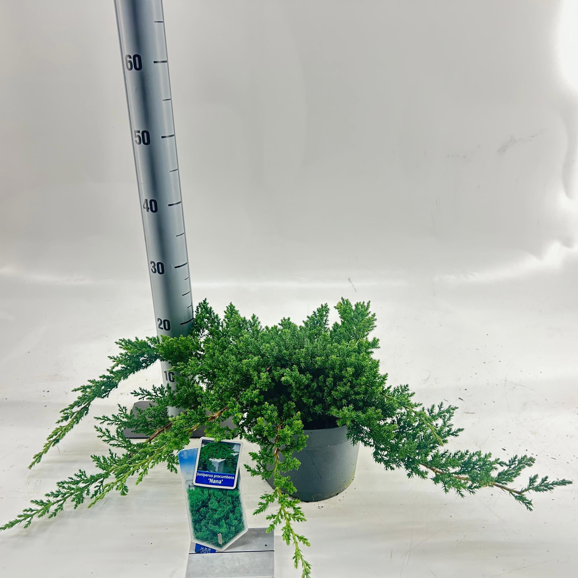 Juniperus procumbens 'Nana', D 19