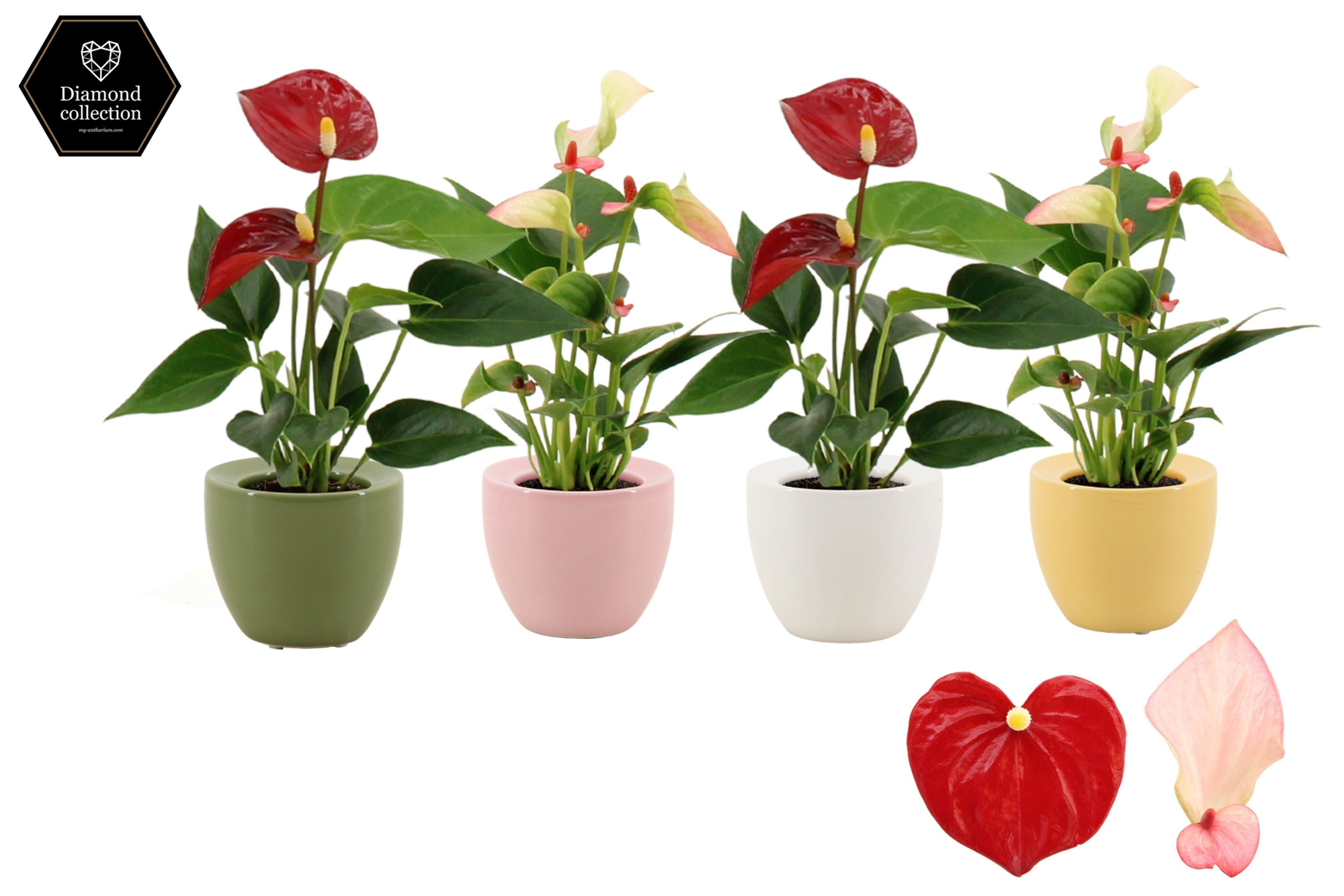 Anthurium 6 cm 2 color mix in Ufo ceramics, D 6