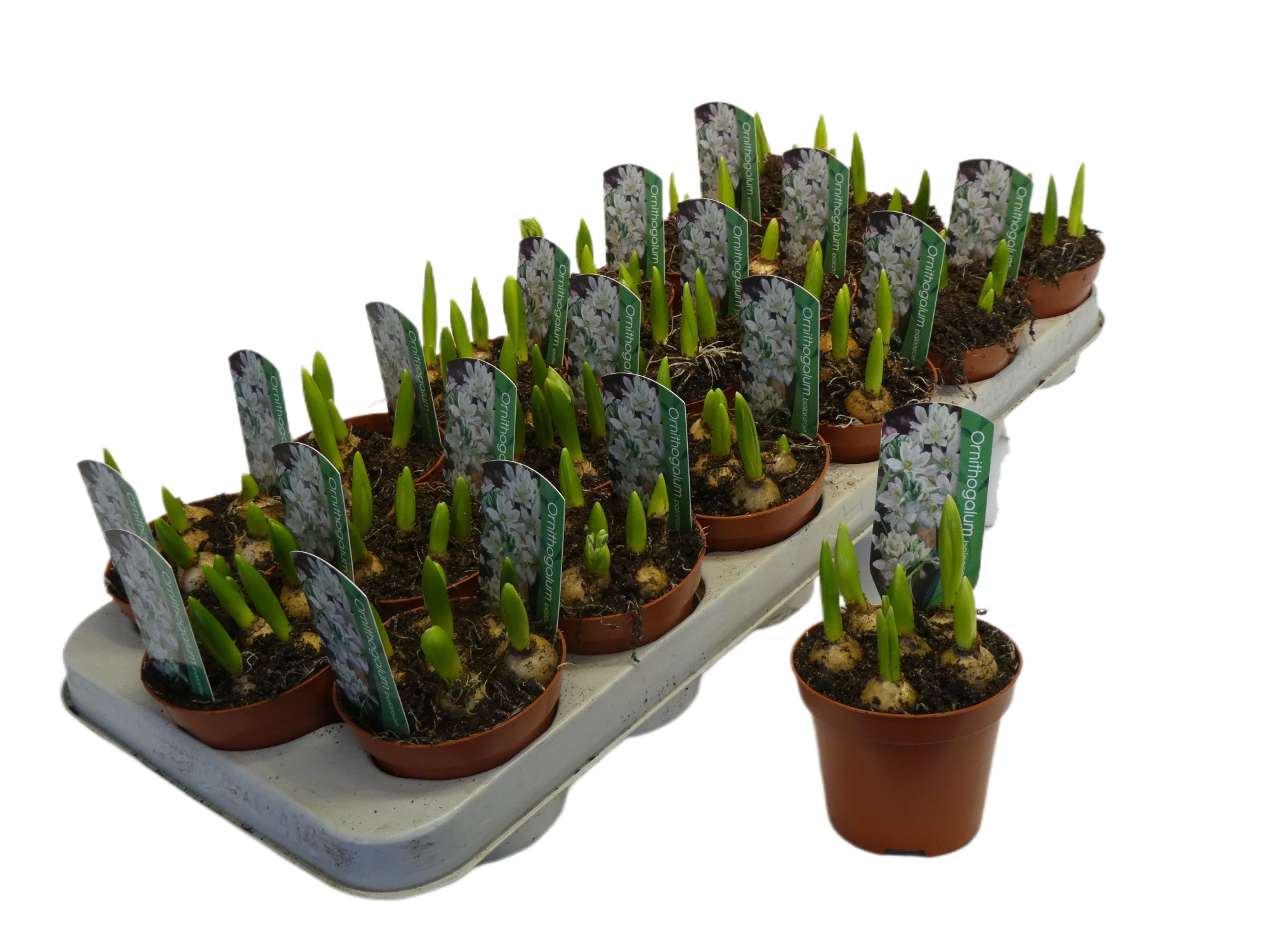 Ornithogalum balansea, D 9