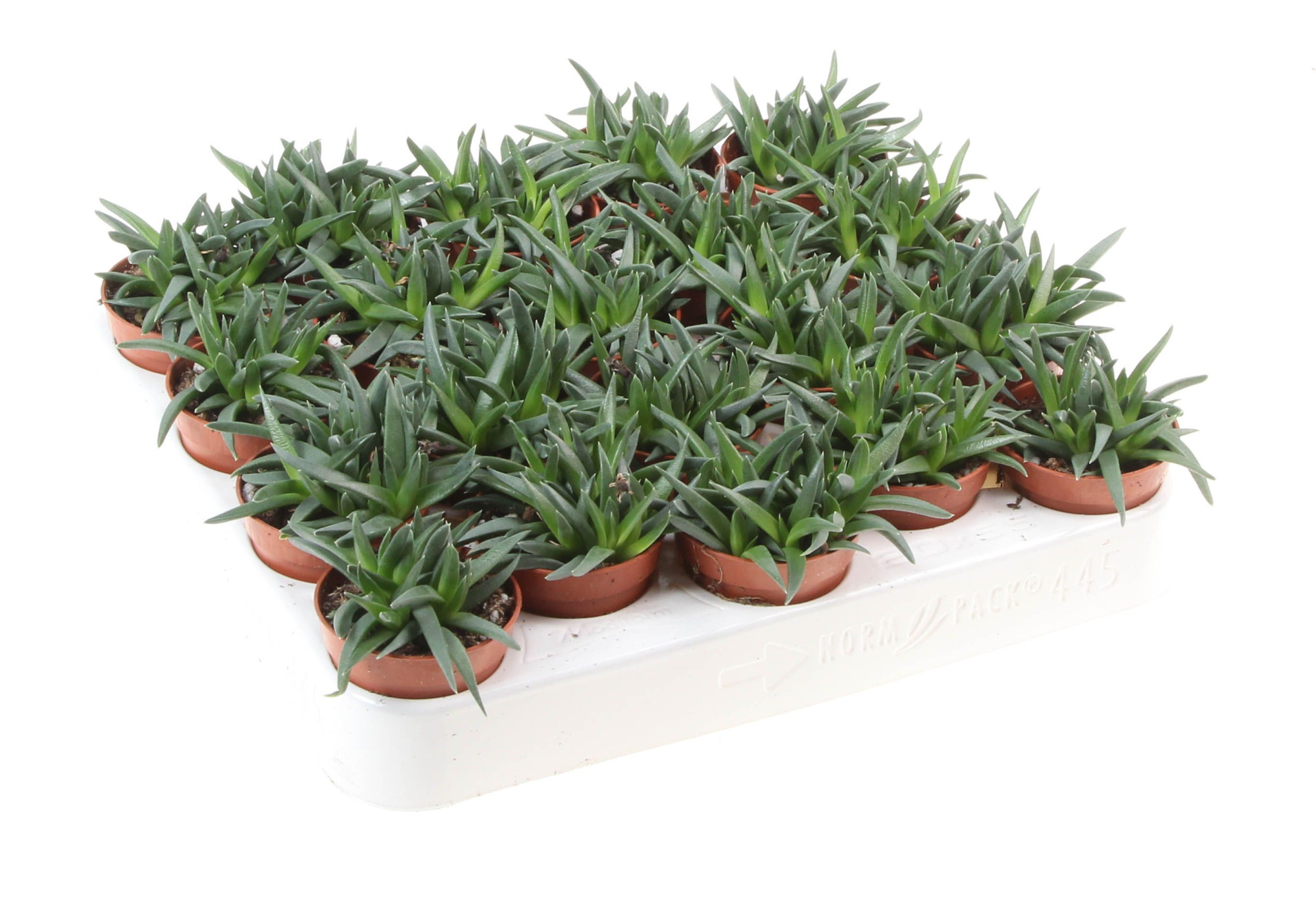 Crassula Tenelli, D 5,5