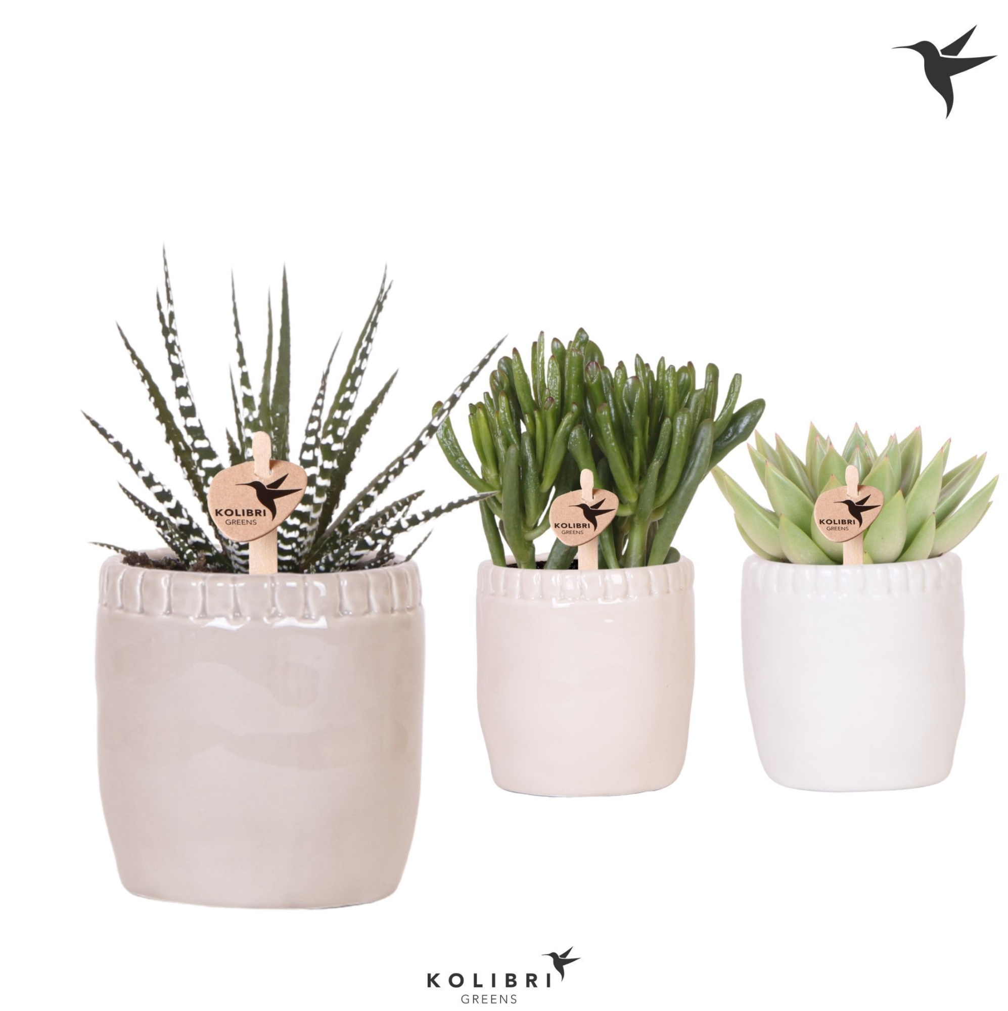 Kolibri Greens Succulenten mix in Stones pot mix, D 9