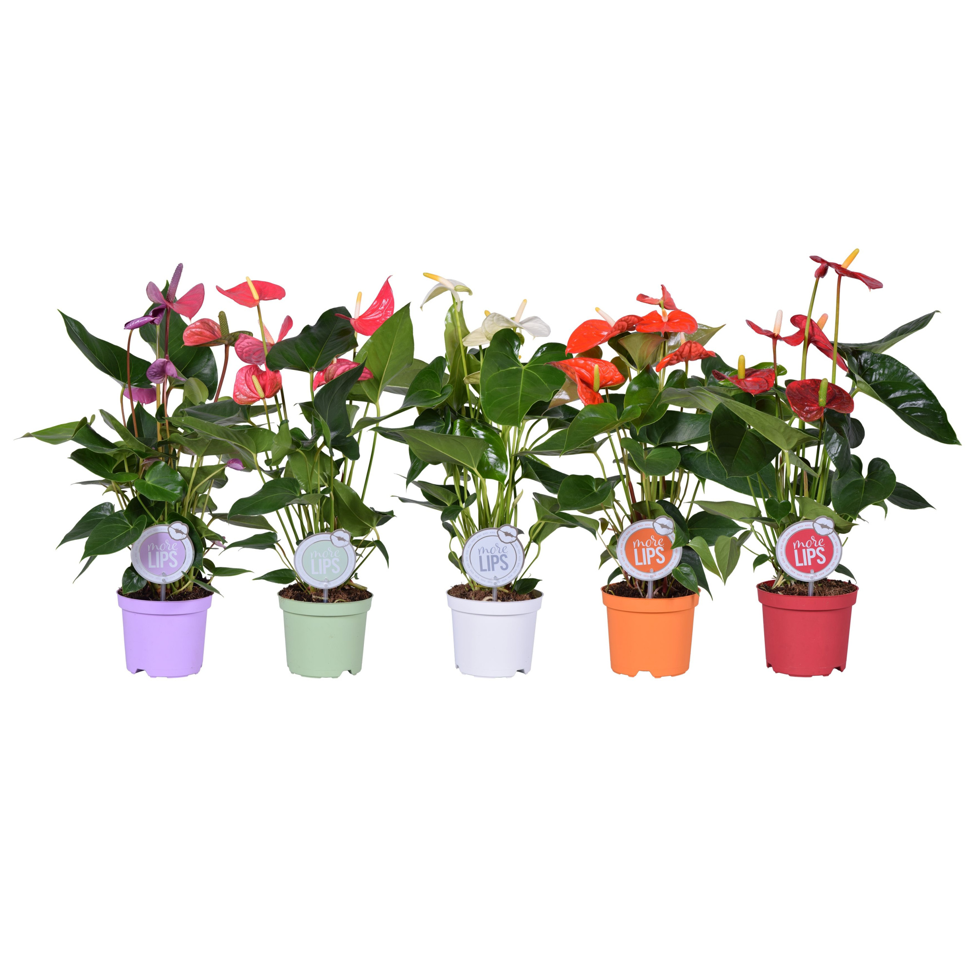 MoreLIPS® Anthurium mix, D 14