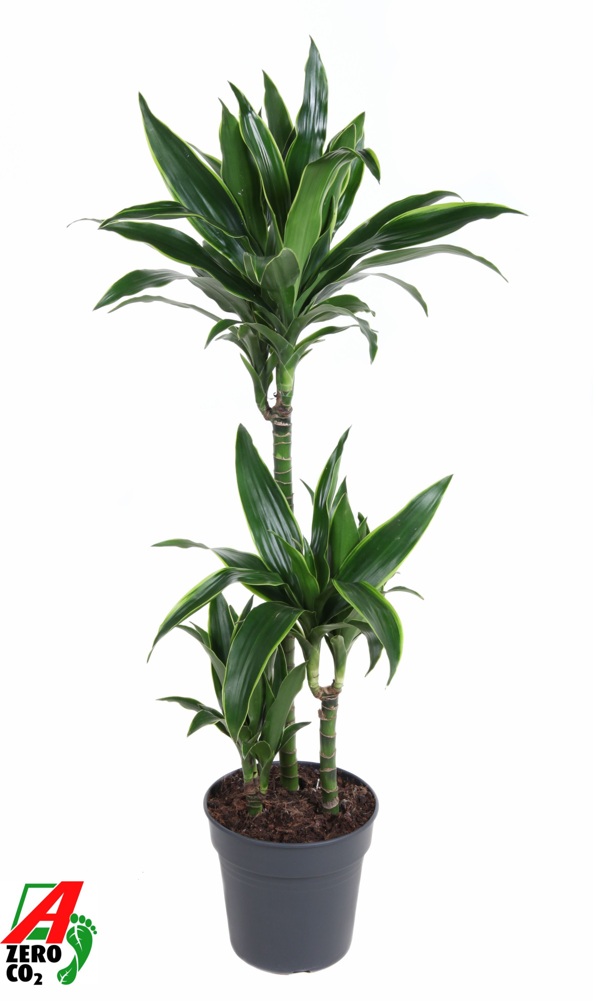 Dracaena Arturo 60-30-15, D 21