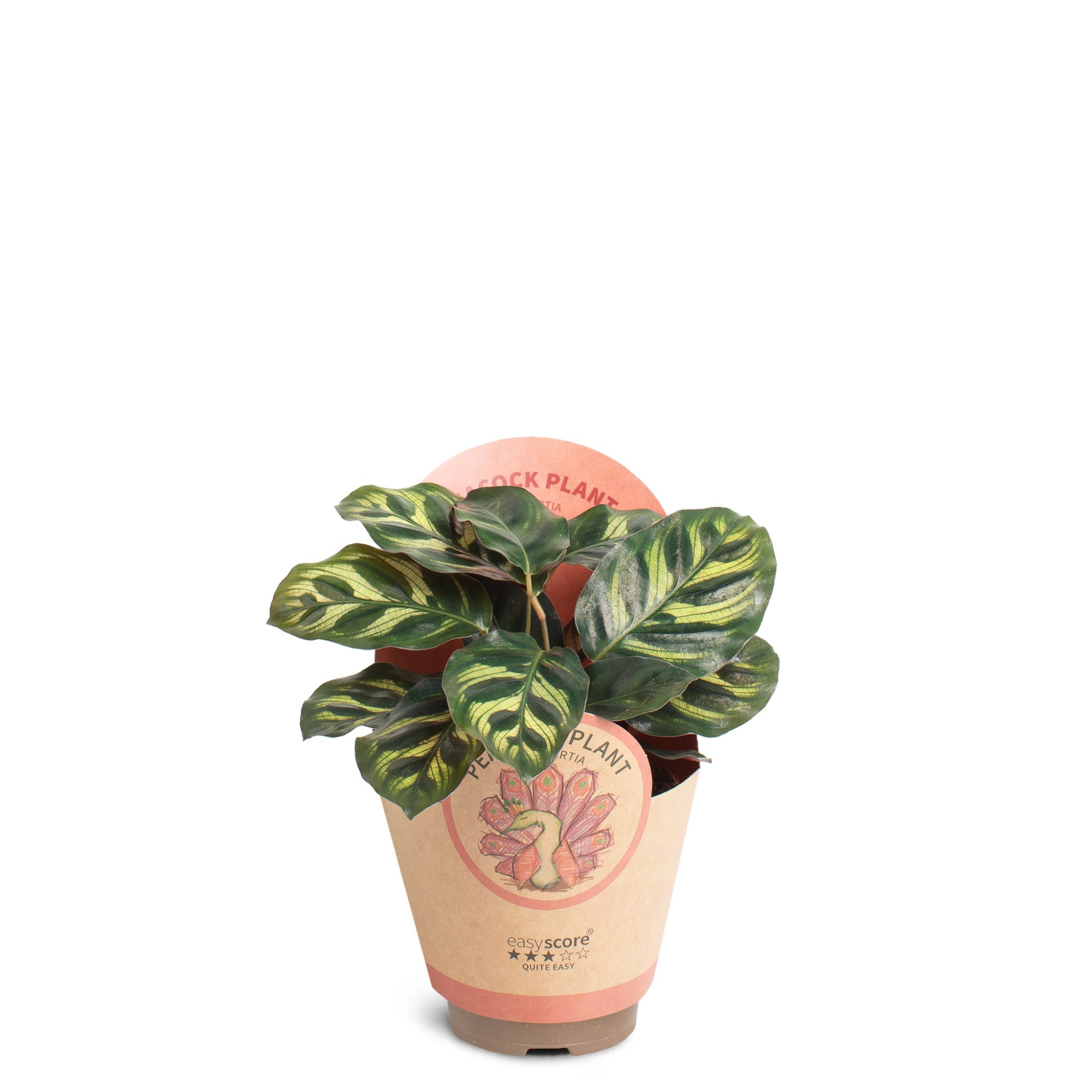 Calathea makoyana, D 9