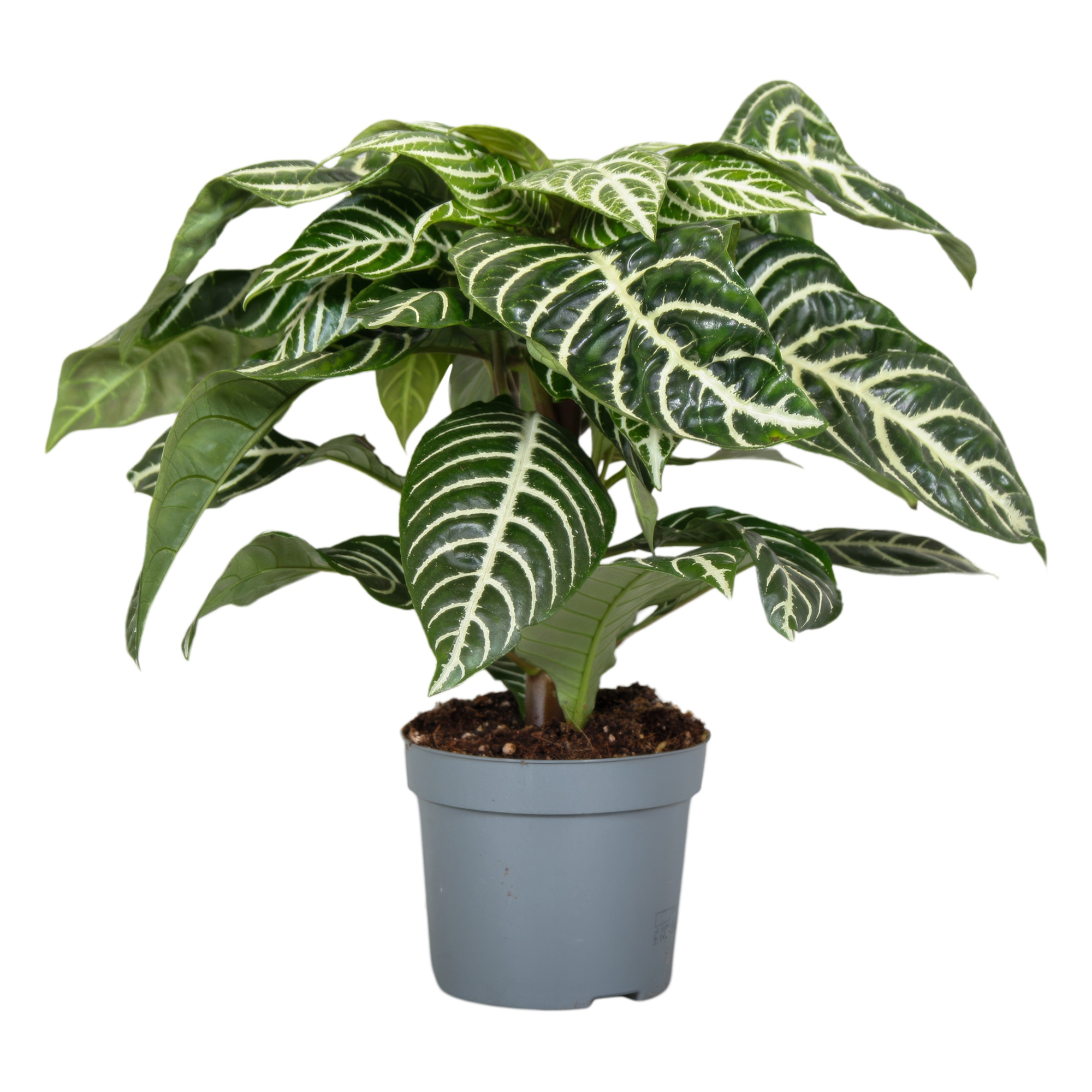 Botanica Aphelandra Green, D 13