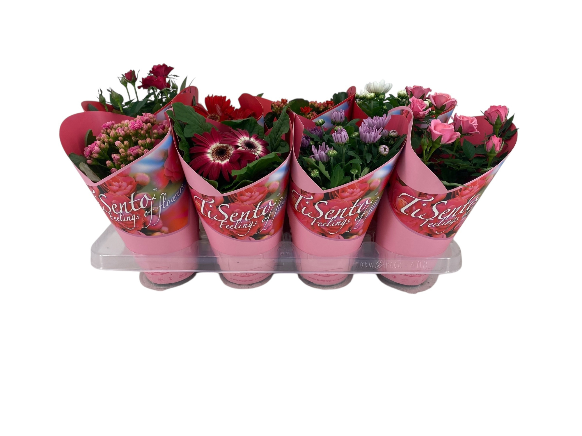 Bloeimix 12cm | Valentijn | Mix | Roze Giftcover, D 12