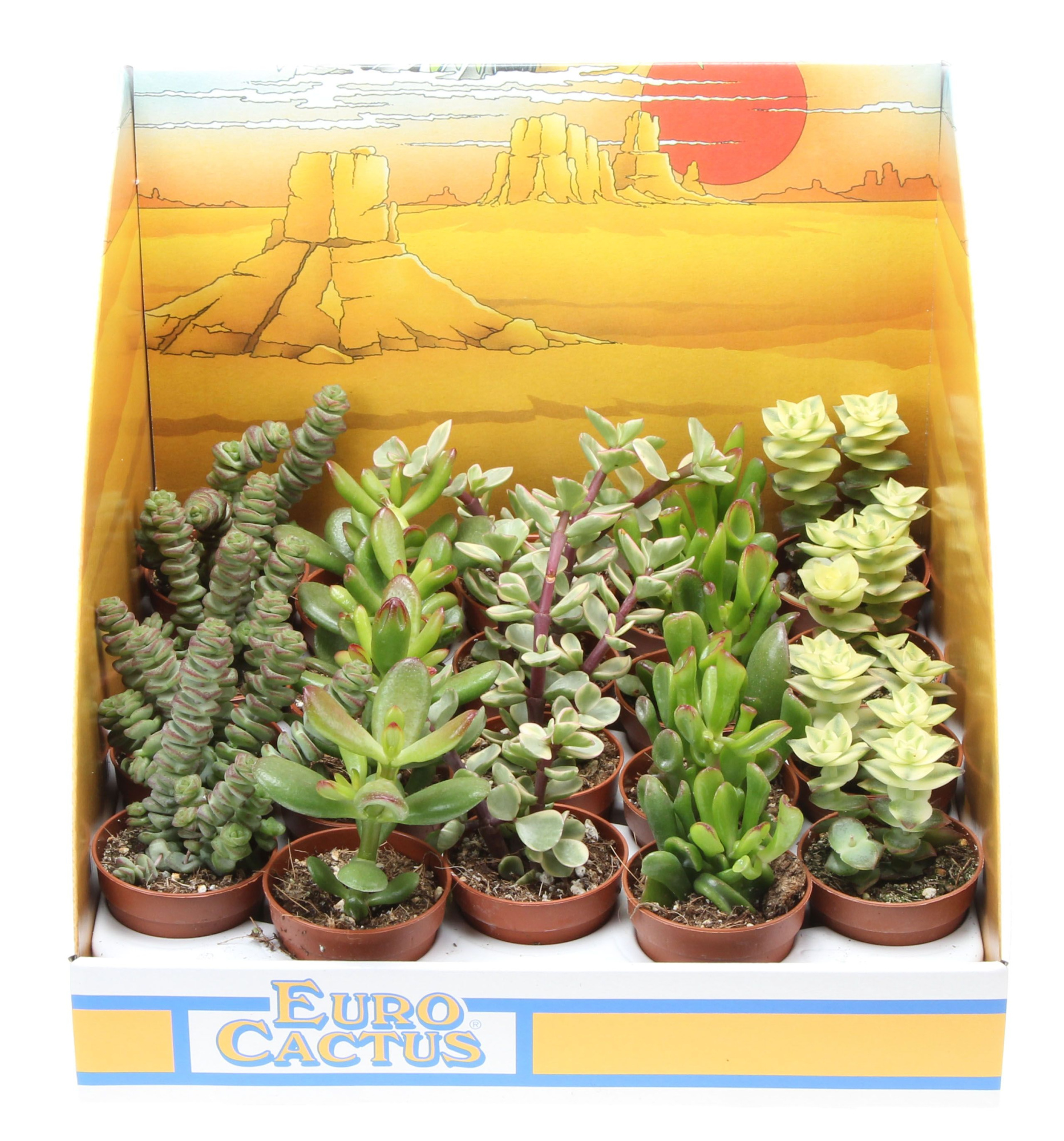 Crassula mix in showdoos, D 5,5