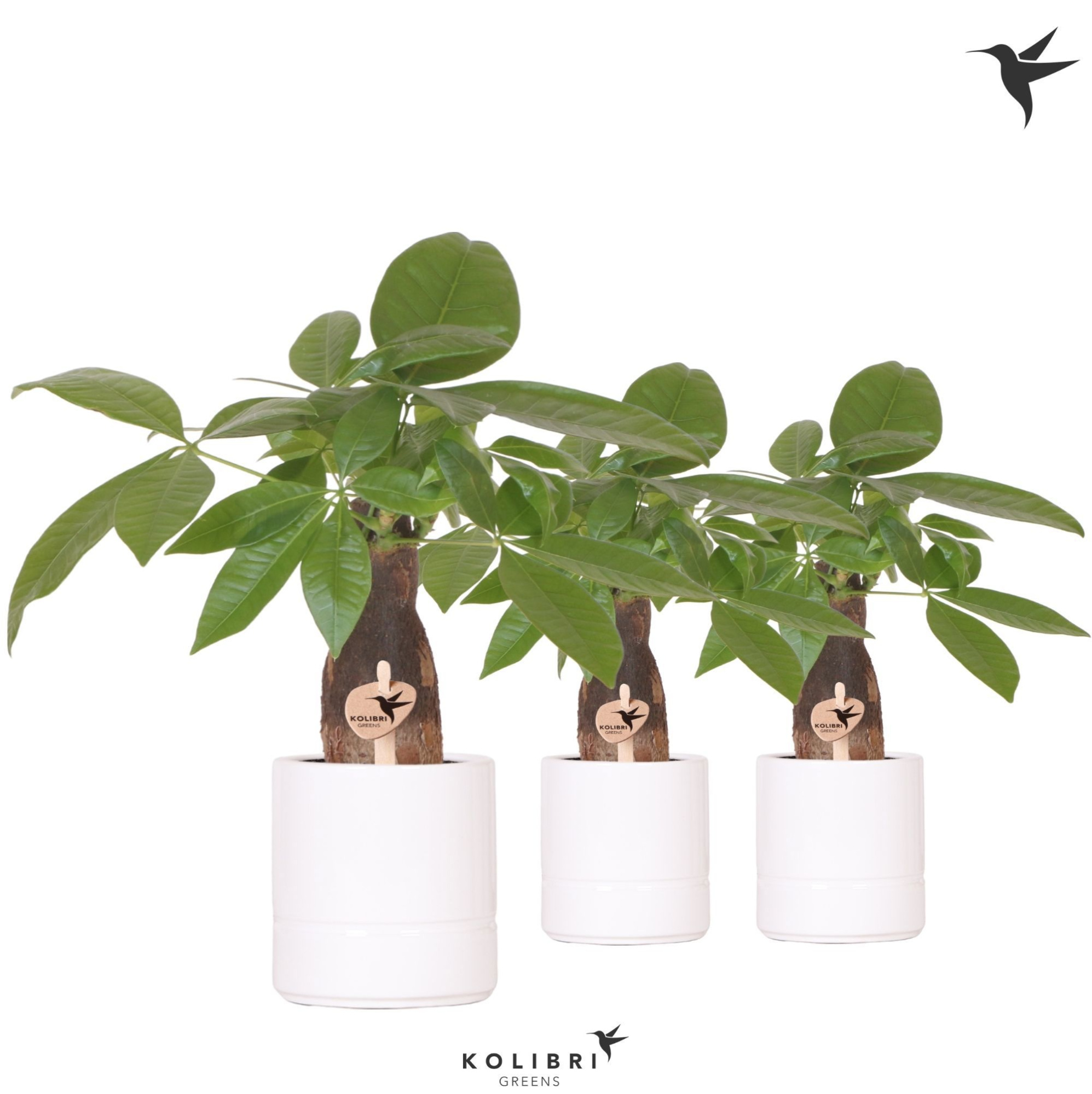 Kolibri Greens Pachira in Pastel pot white, D 9