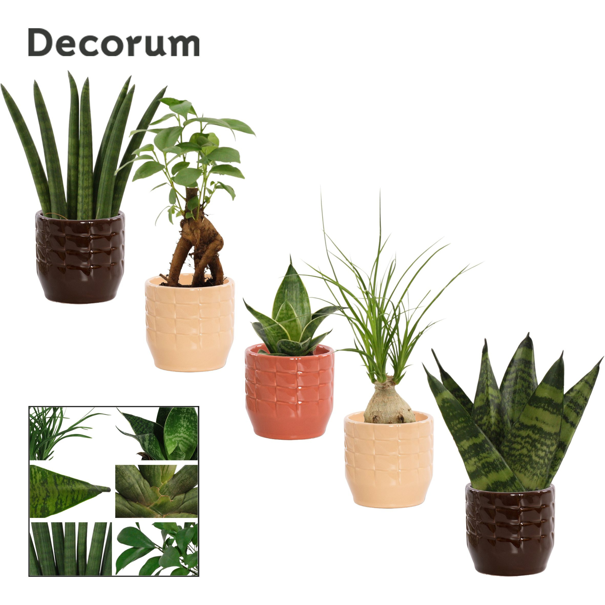 Groenmix mini in Sanne (Nature Love-collection), D 6