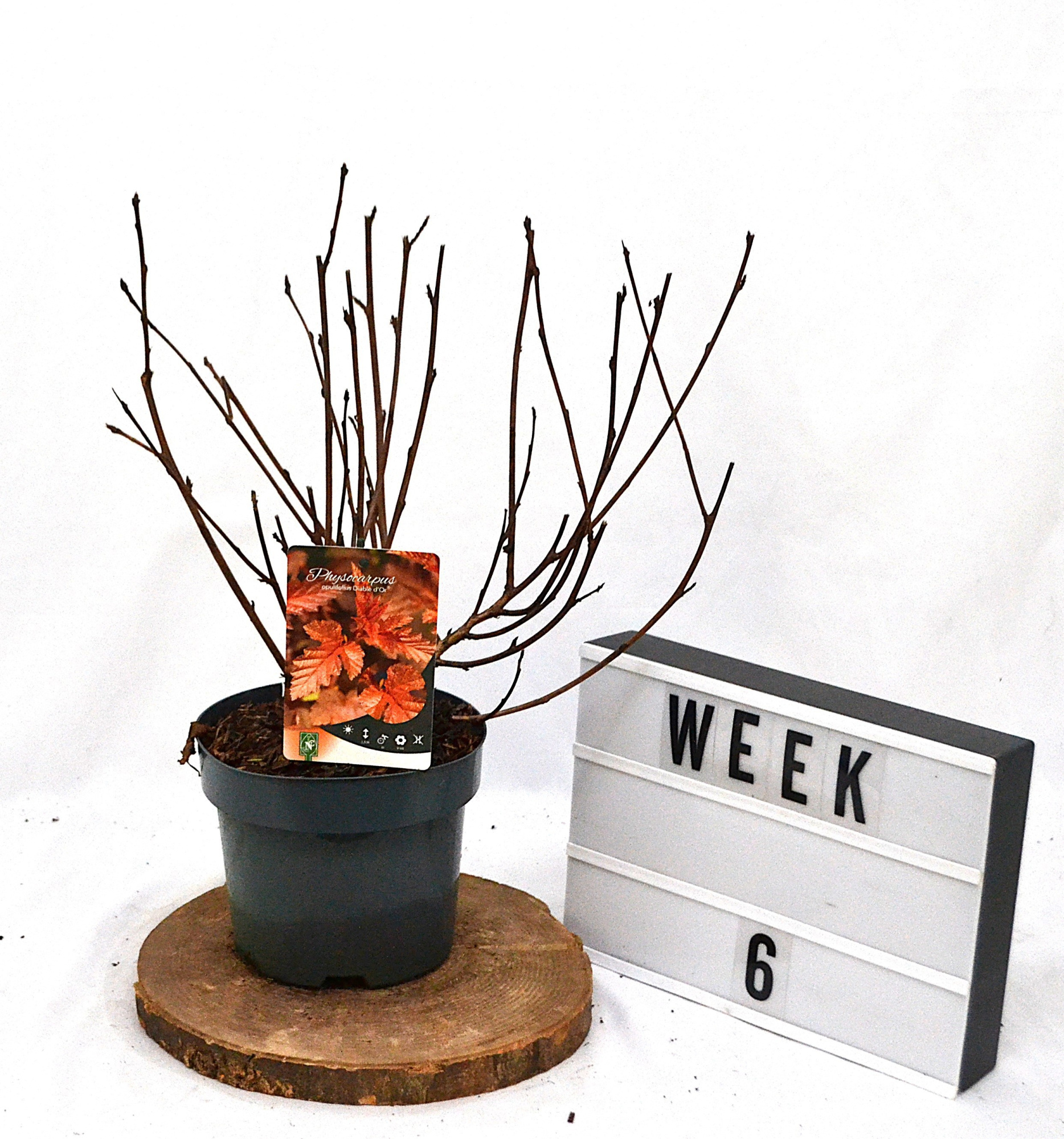 Physocarpus opulifolius Diable dÓr C3, D 19