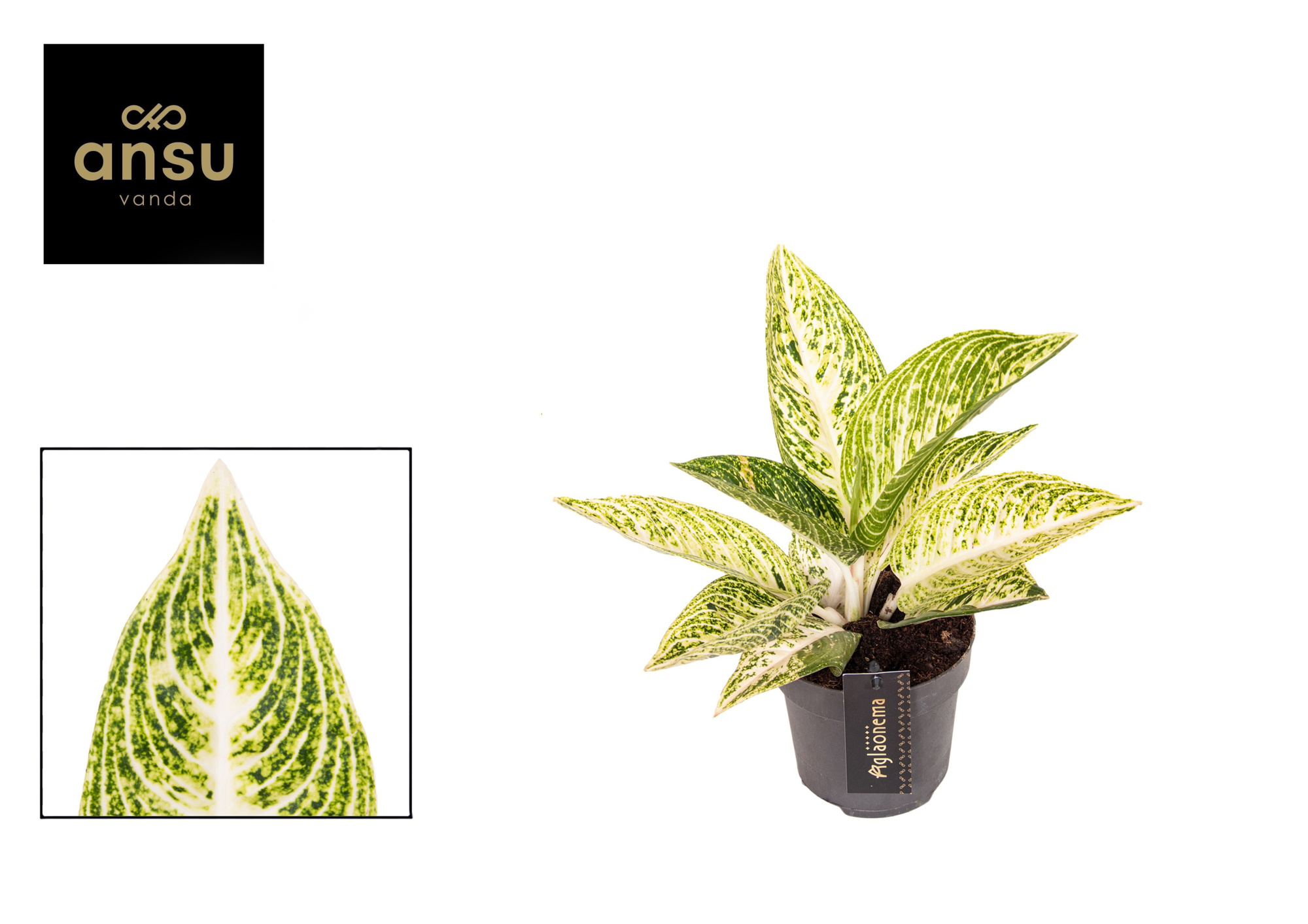 Aglaonema Polar Springtime, D 12