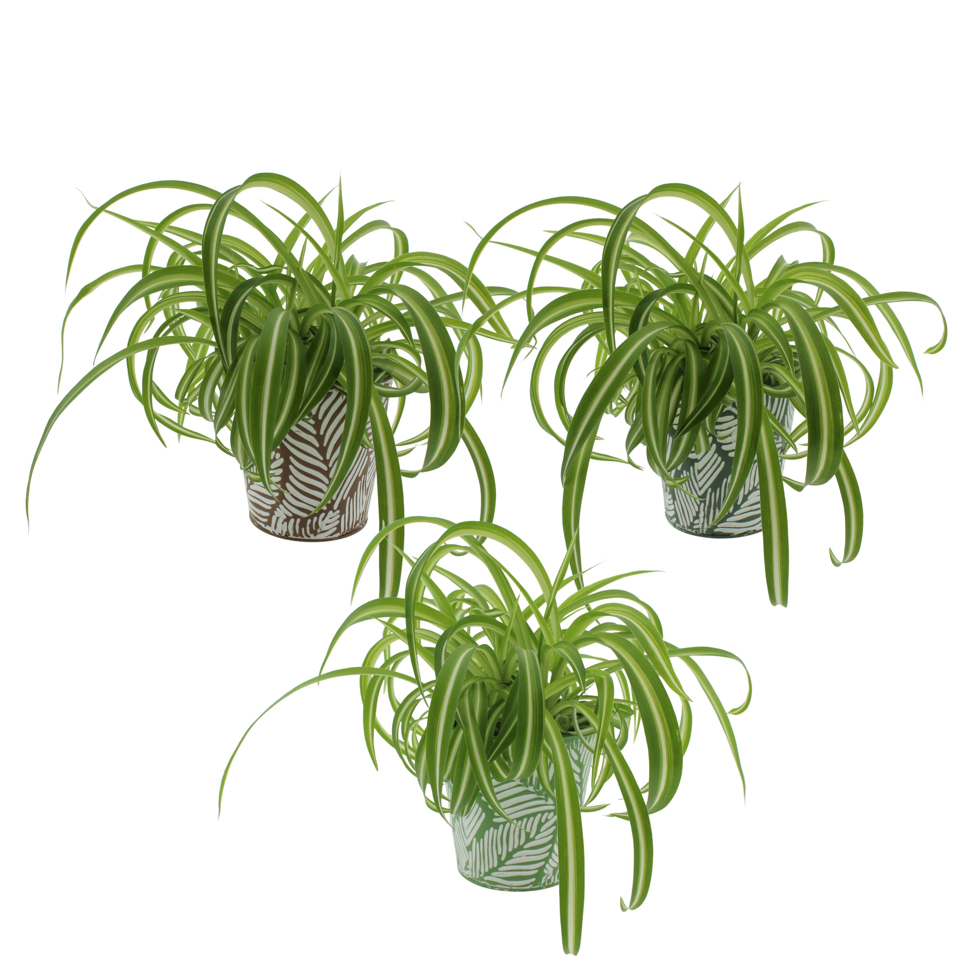 Chlorophytum Bonnie in sierpot zink 3 kleuren, D 12