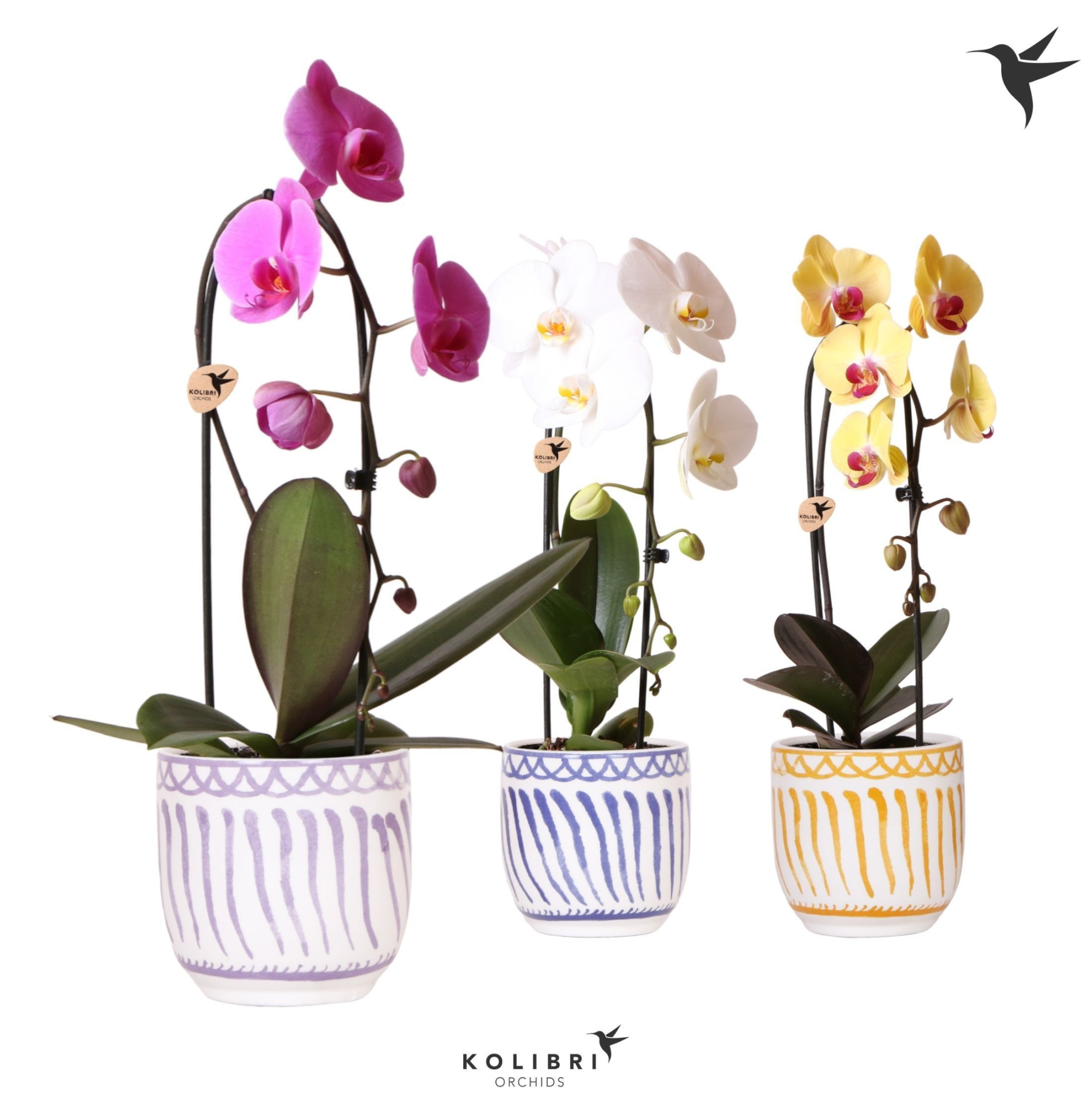 Kolibri Orchids Cascade Niagara Fall mix 1 spike in Granada pot mix, D 12