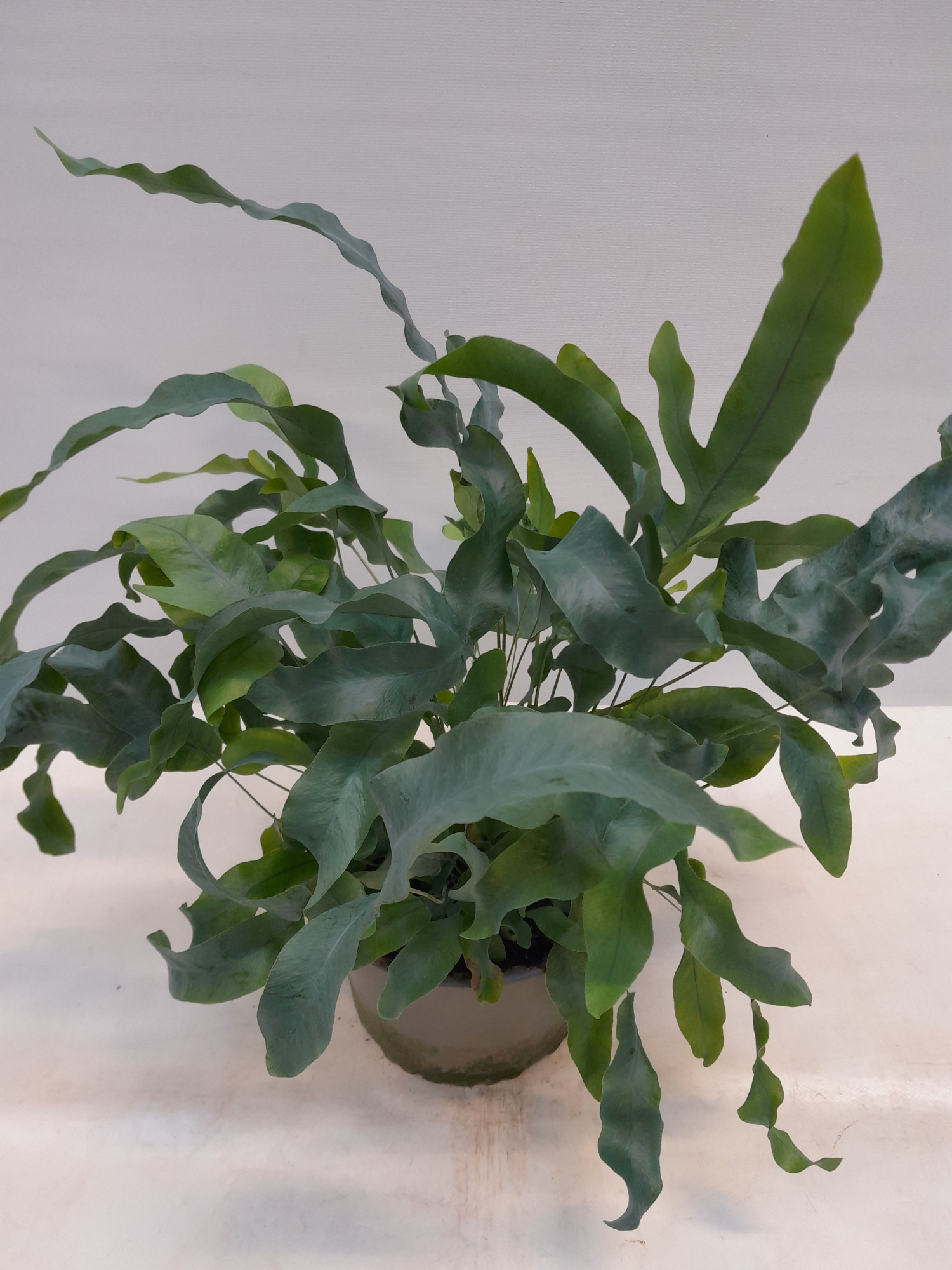PHLEBODIUM AUREUM 'Blue Star', D 14