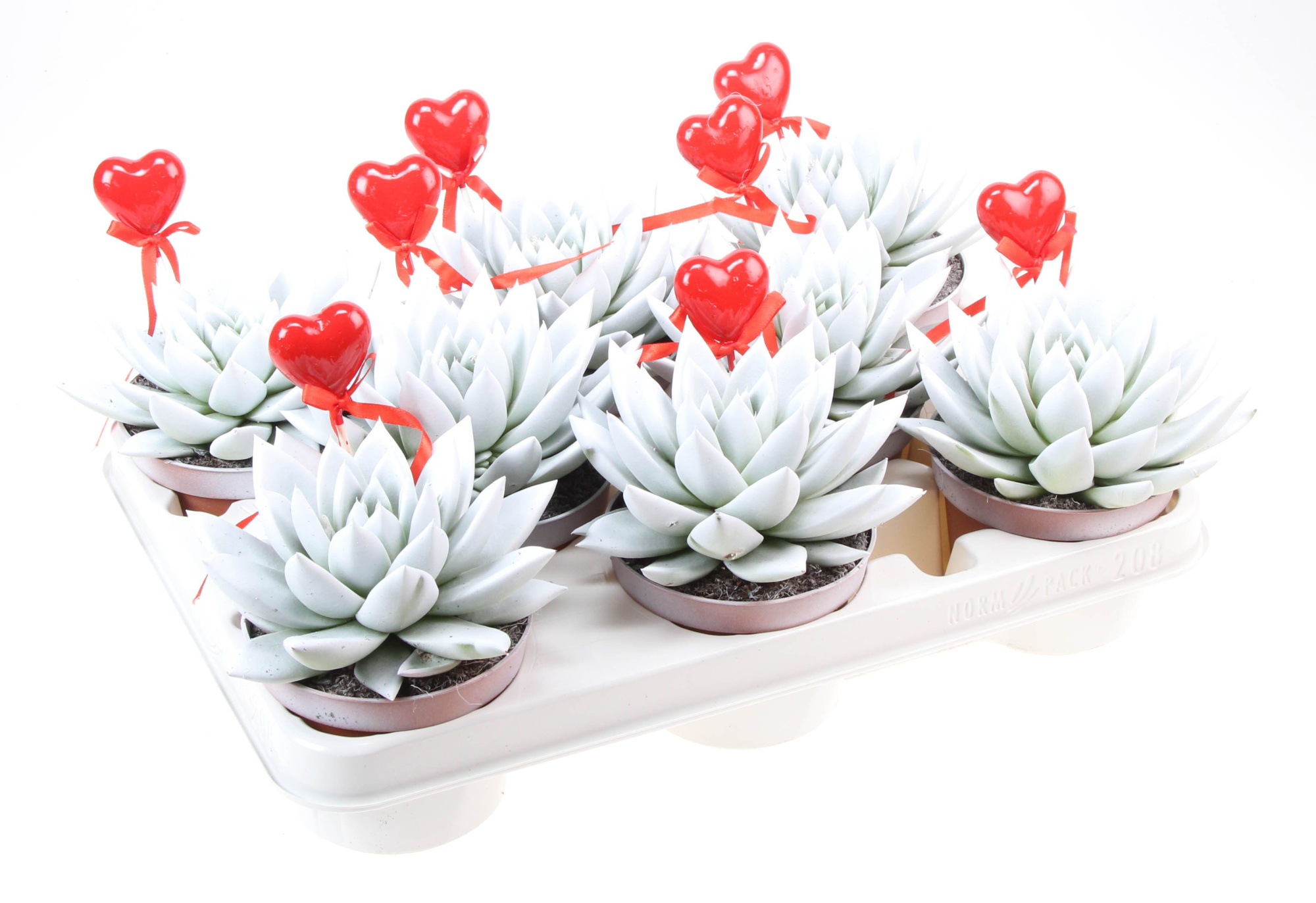 Miranda wit+hartje, D 10,5