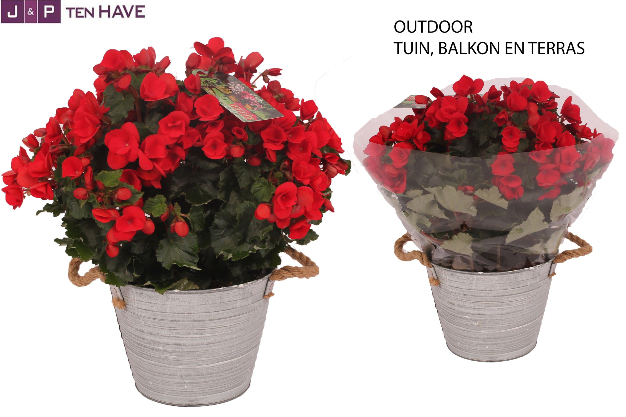 Begonia ''Betulia Rood'' Outdoor in Zink Sierpot, D 19