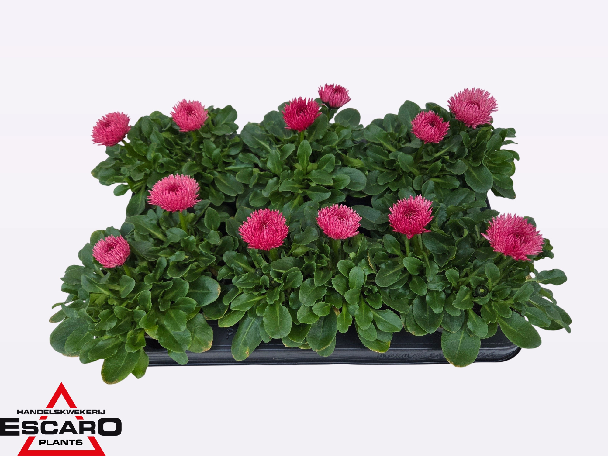 Bellis Perennis Beluga Bicolor pink P12, D 12