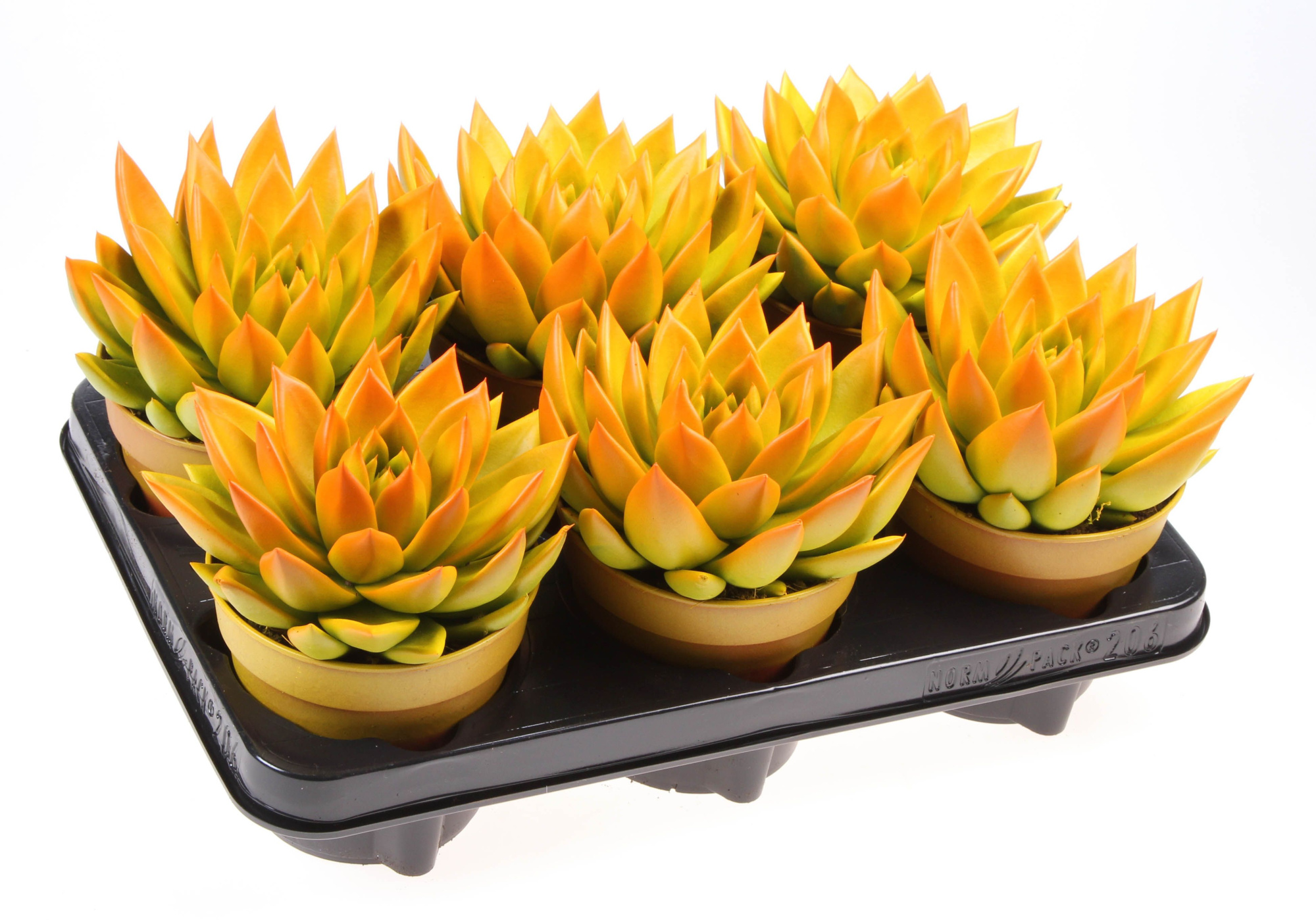 Rainbow bicolor yellow + orange point, D 12