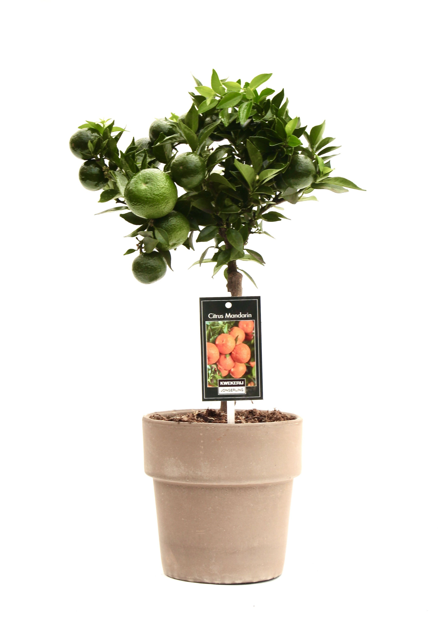 Mandarin in pot Verona, D 16