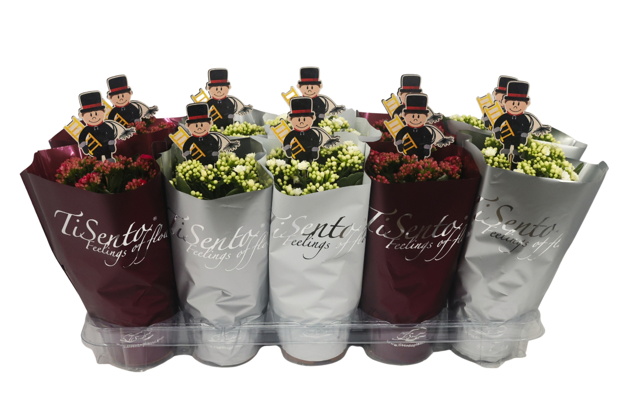 Silvester Calandiva Mix hoes Bijsteker Schoorsteenveger, D 12