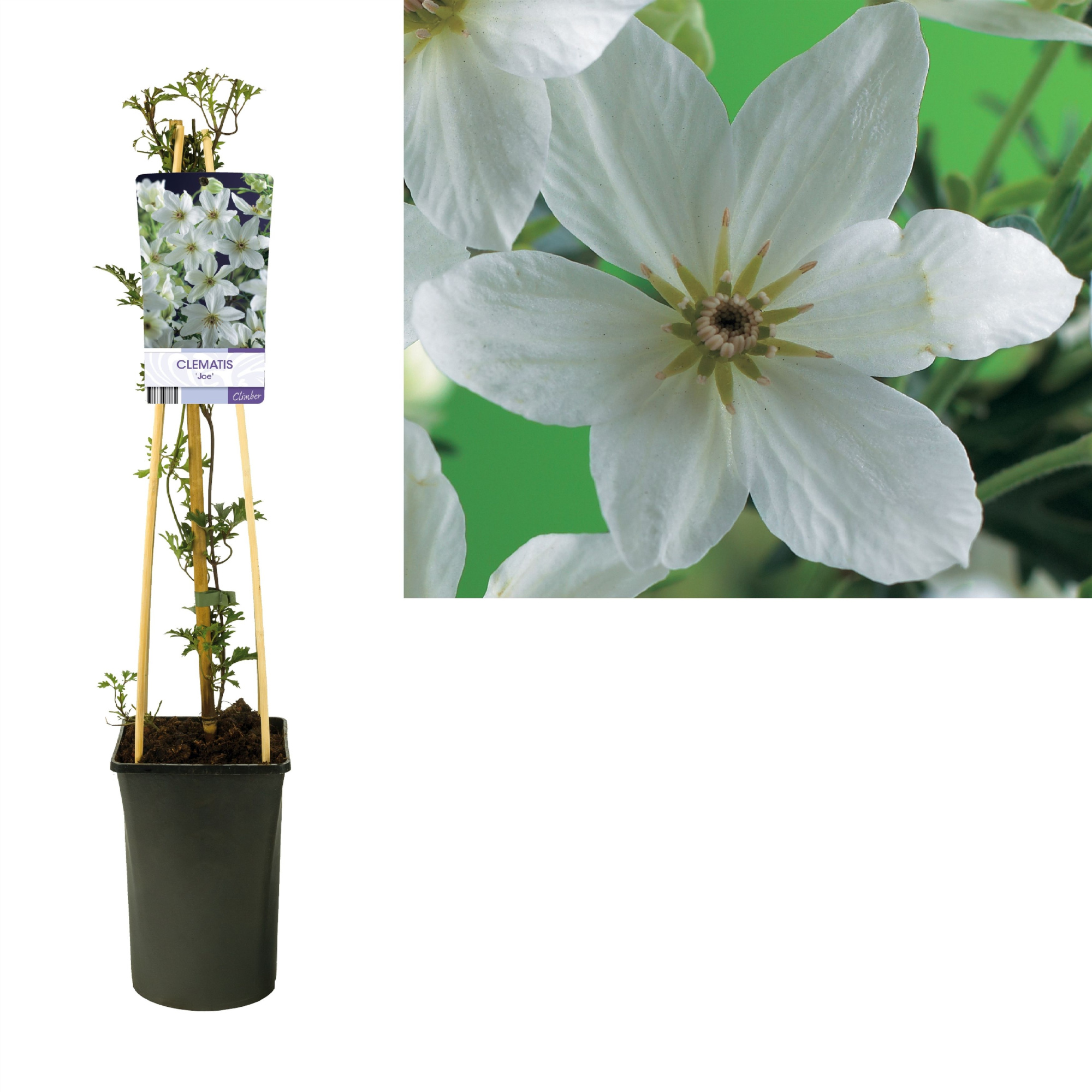 Clematis 'Joe' +light label, D 17