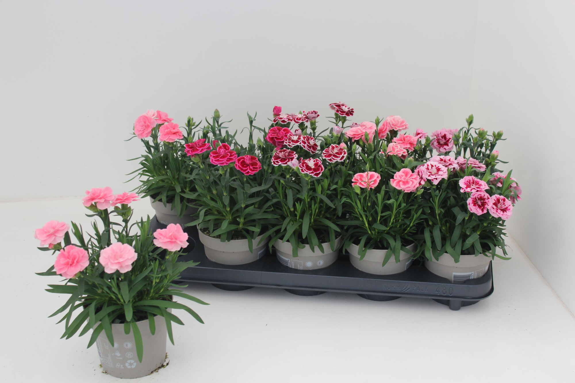 Dianthus Oscar Gemengd, D 12