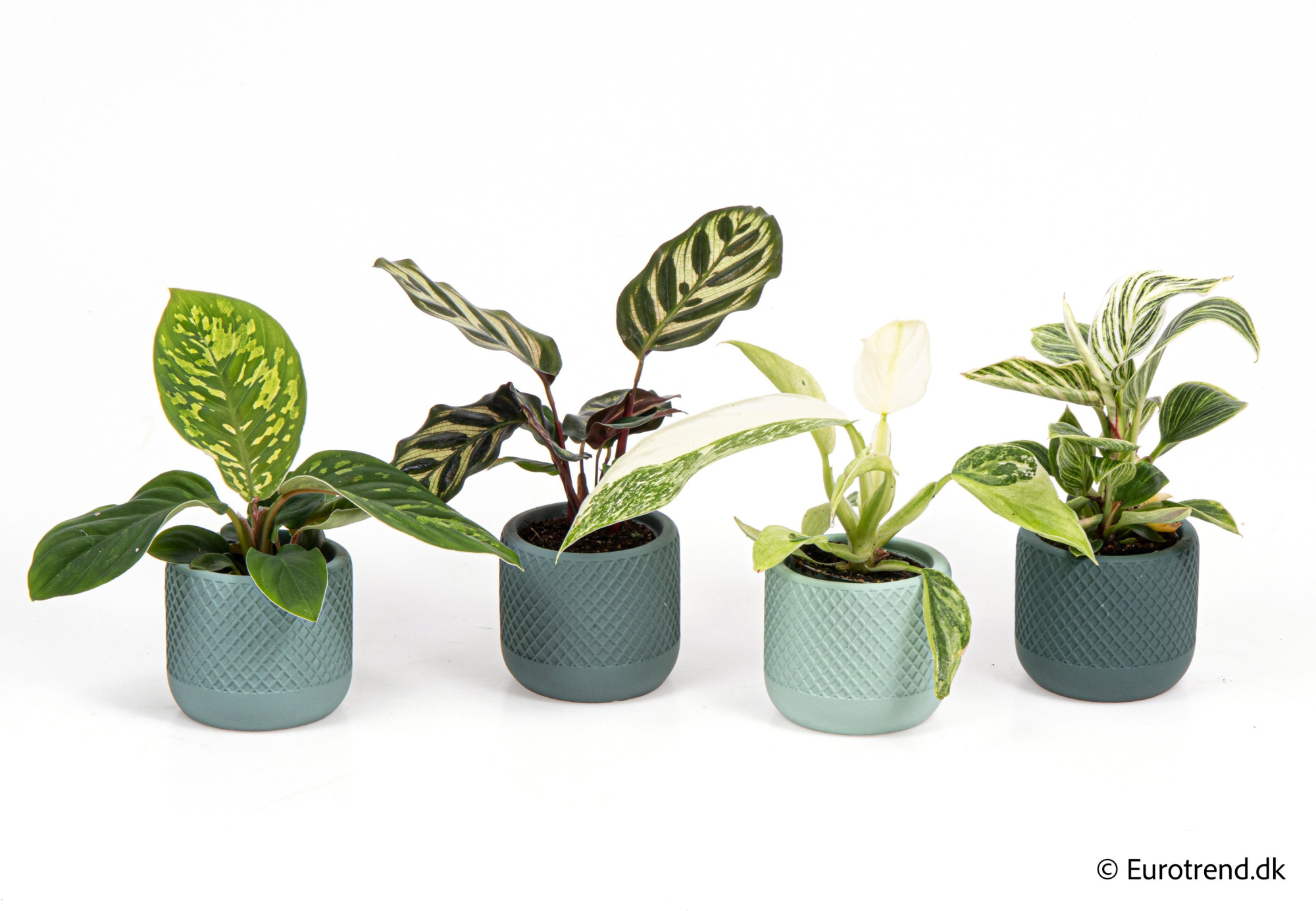 Calathea/Philodendron in New Look ceramic 2026, D 6