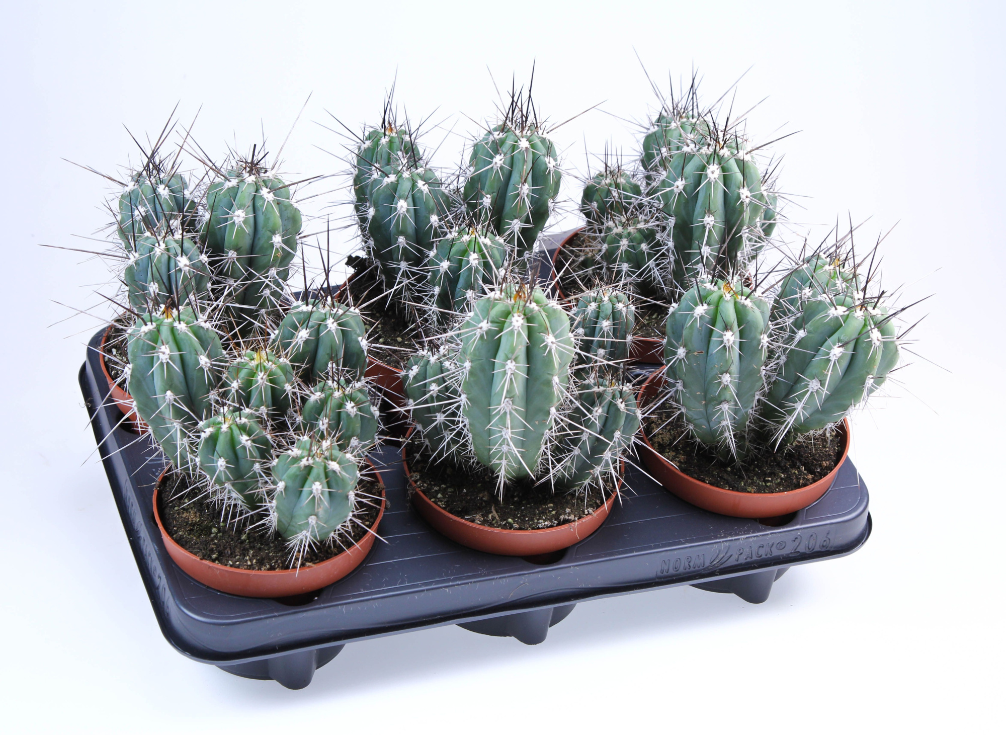 Setsonia Coryne, D 12