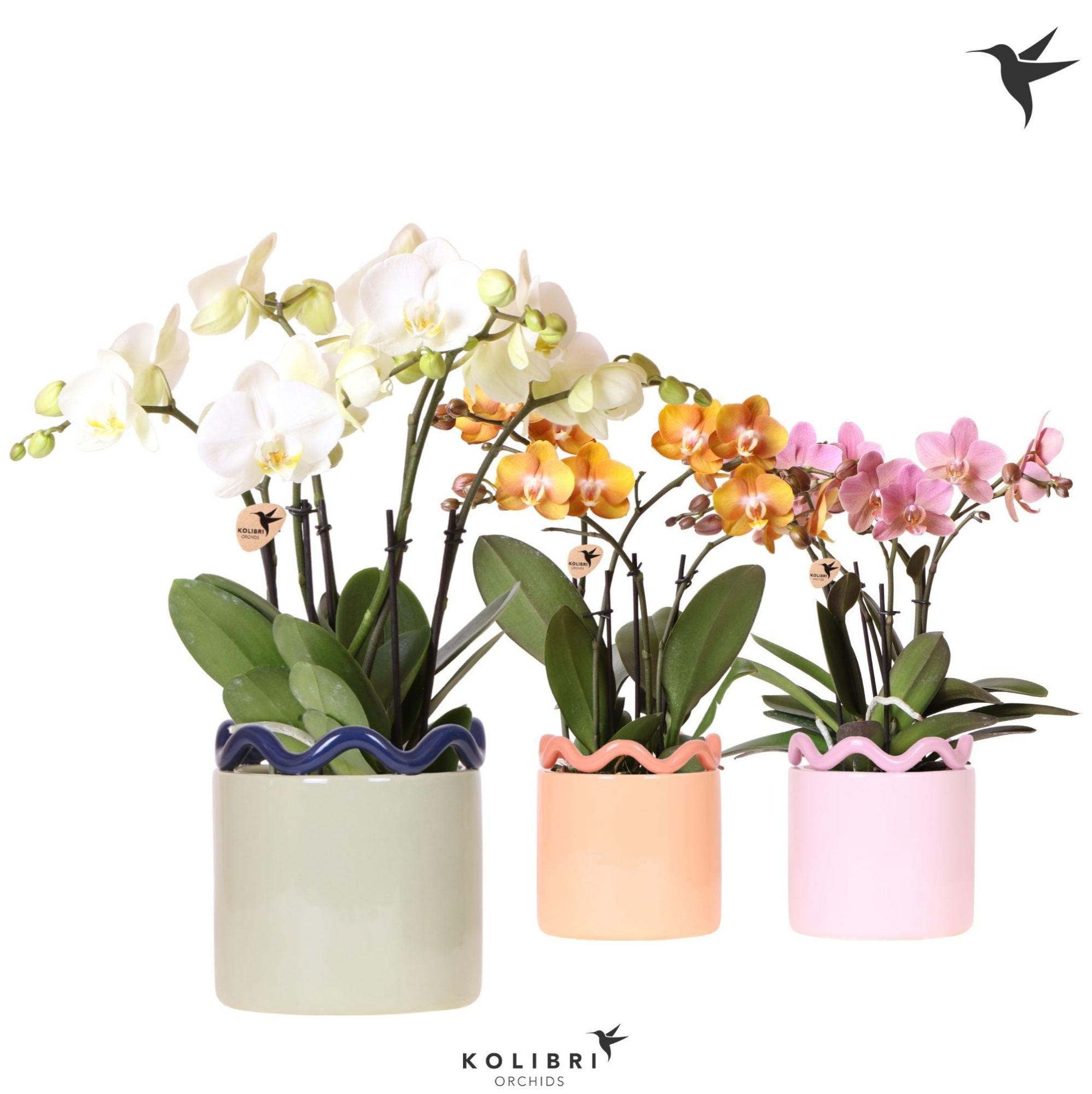 Kolibri Orchids Phalaenopsis Jewel mix 4 spike in Funky pot mix, D 12