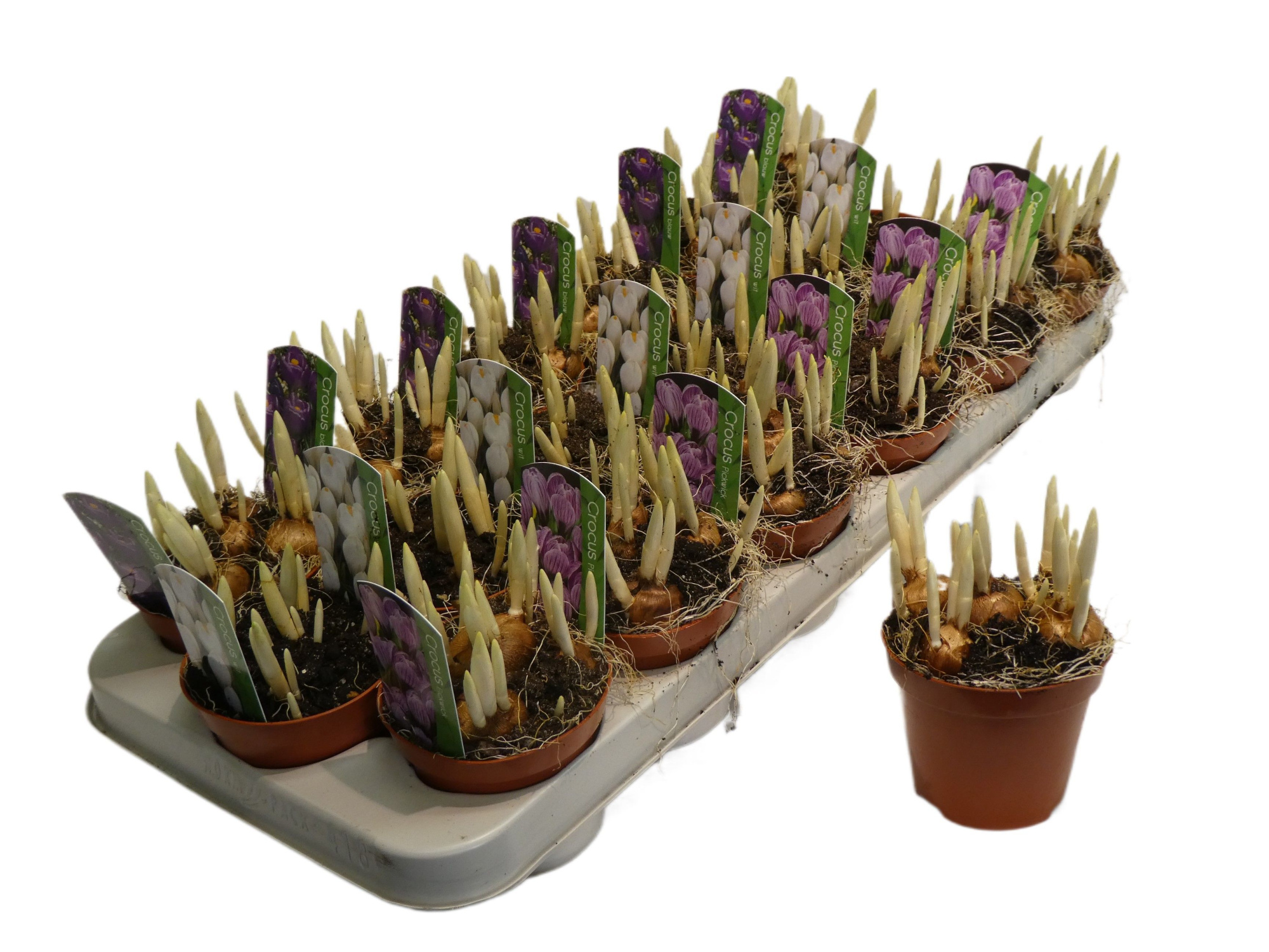 Crocus mix 2 kleuren, kan verschillen in soorten, D 9