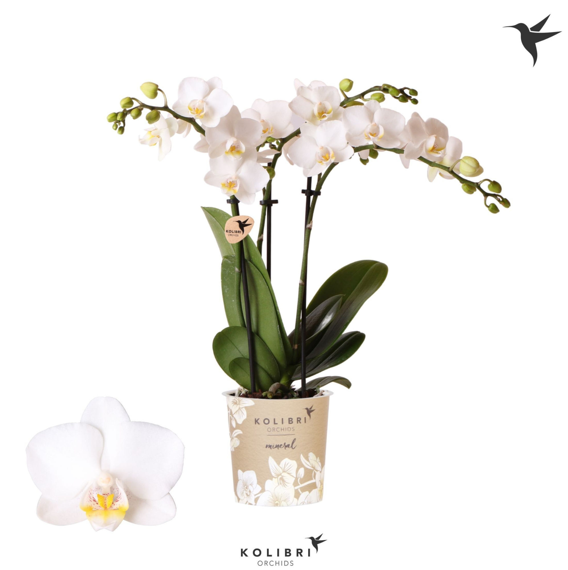 Kolibri Orchids Phalaenopsis FInland 3 spike, D 9
