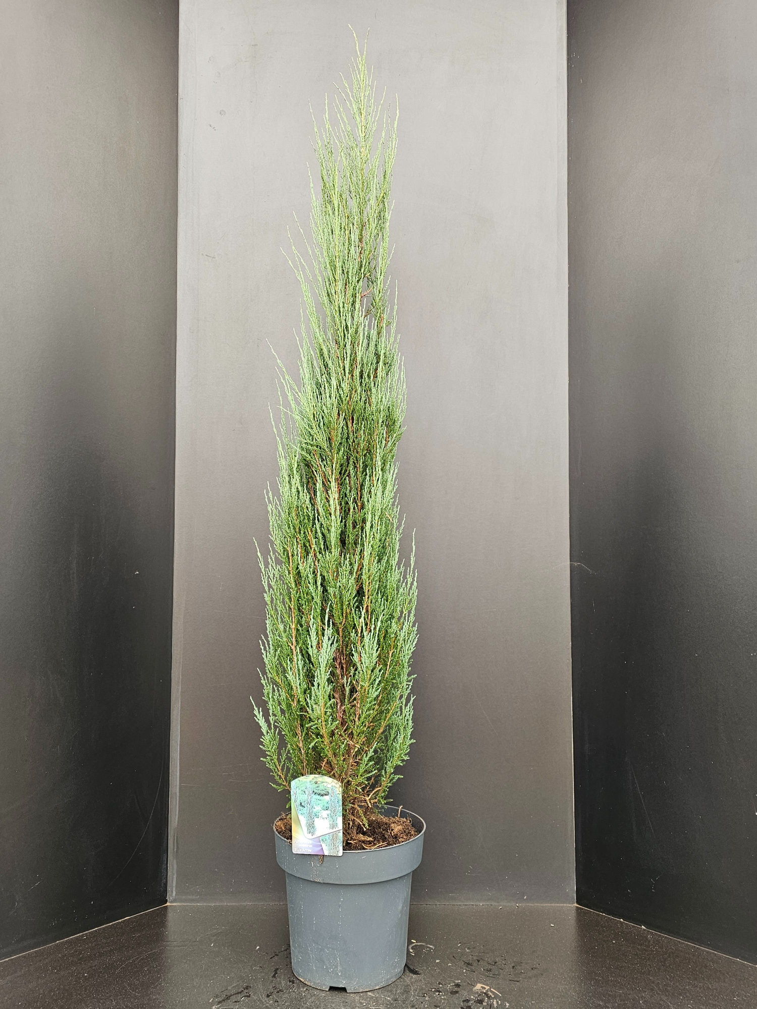 Juniperus scopulorum 'Blue Arrow', D 32