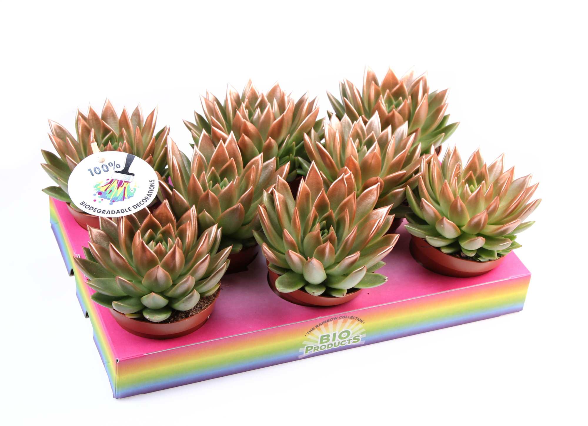 Miranda bronze tips, D 10,5